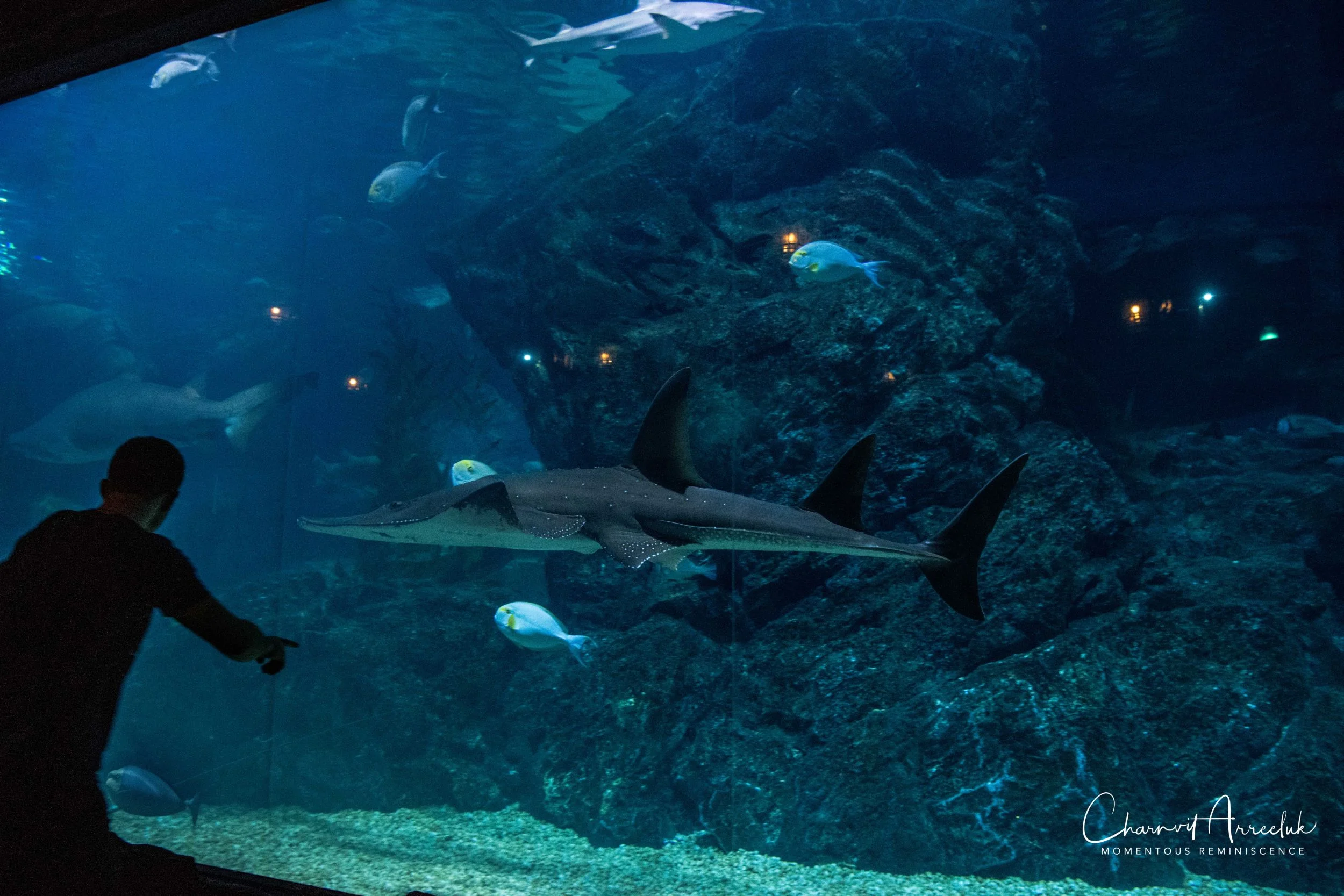 2018-11-19 - Siam Ocean World-376_Resize.jpg