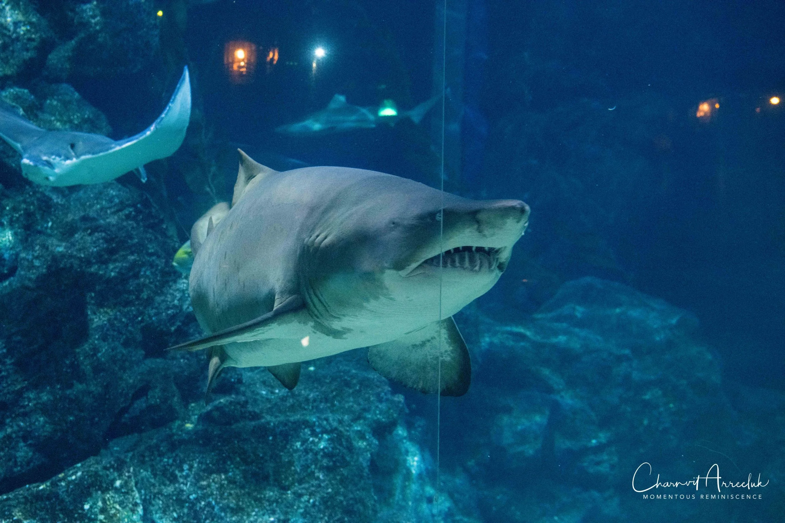 2018-11-19 - Siam Ocean World-382_Resize.jpg