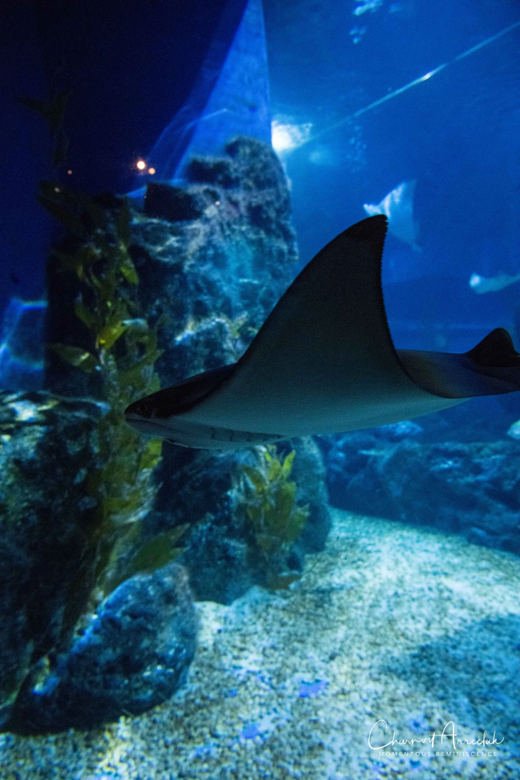 2018-11-19 - Siam Ocean World-386_Resize.jpg