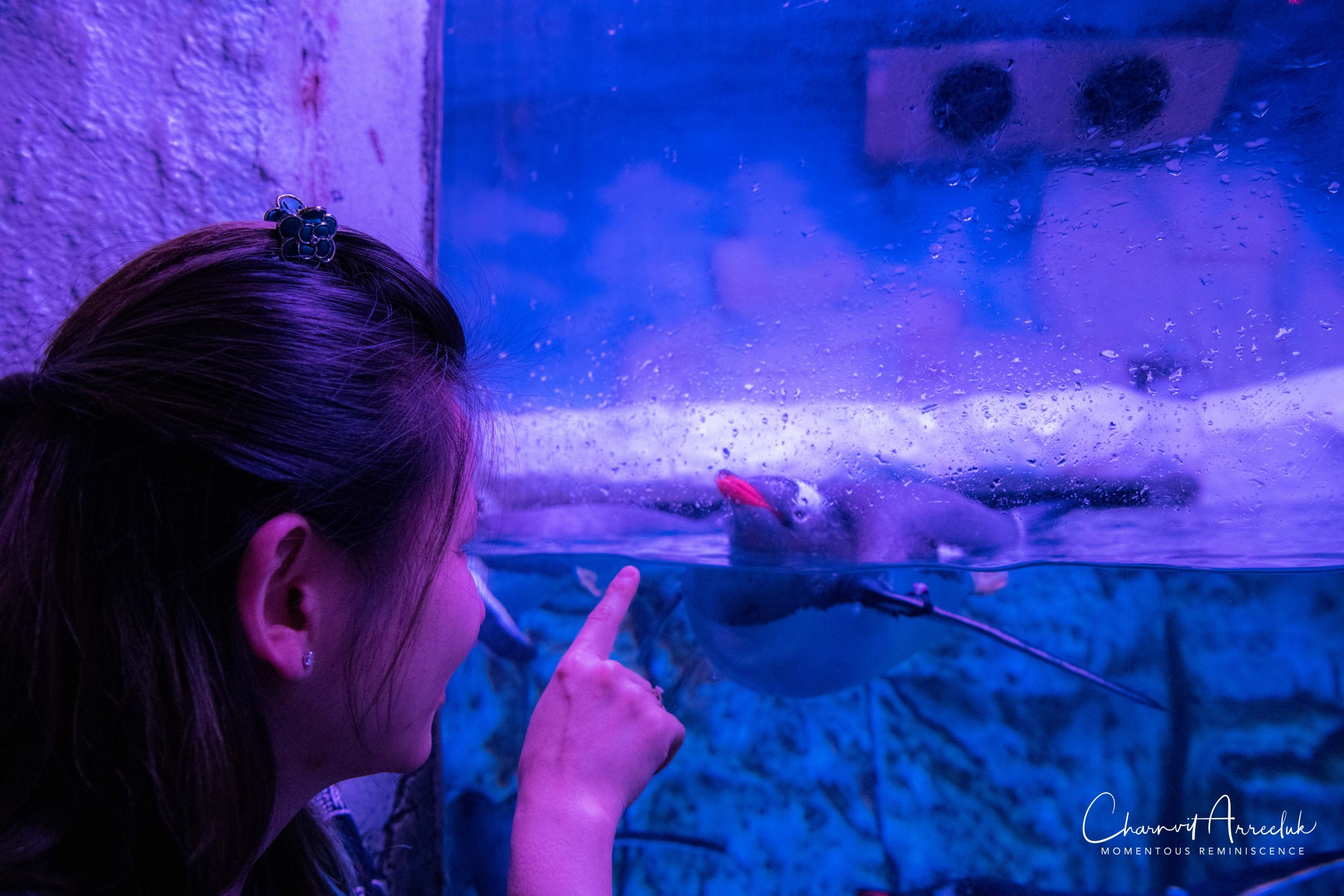 2018-11-19 - Siam Ocean World-390_Resize.jpg