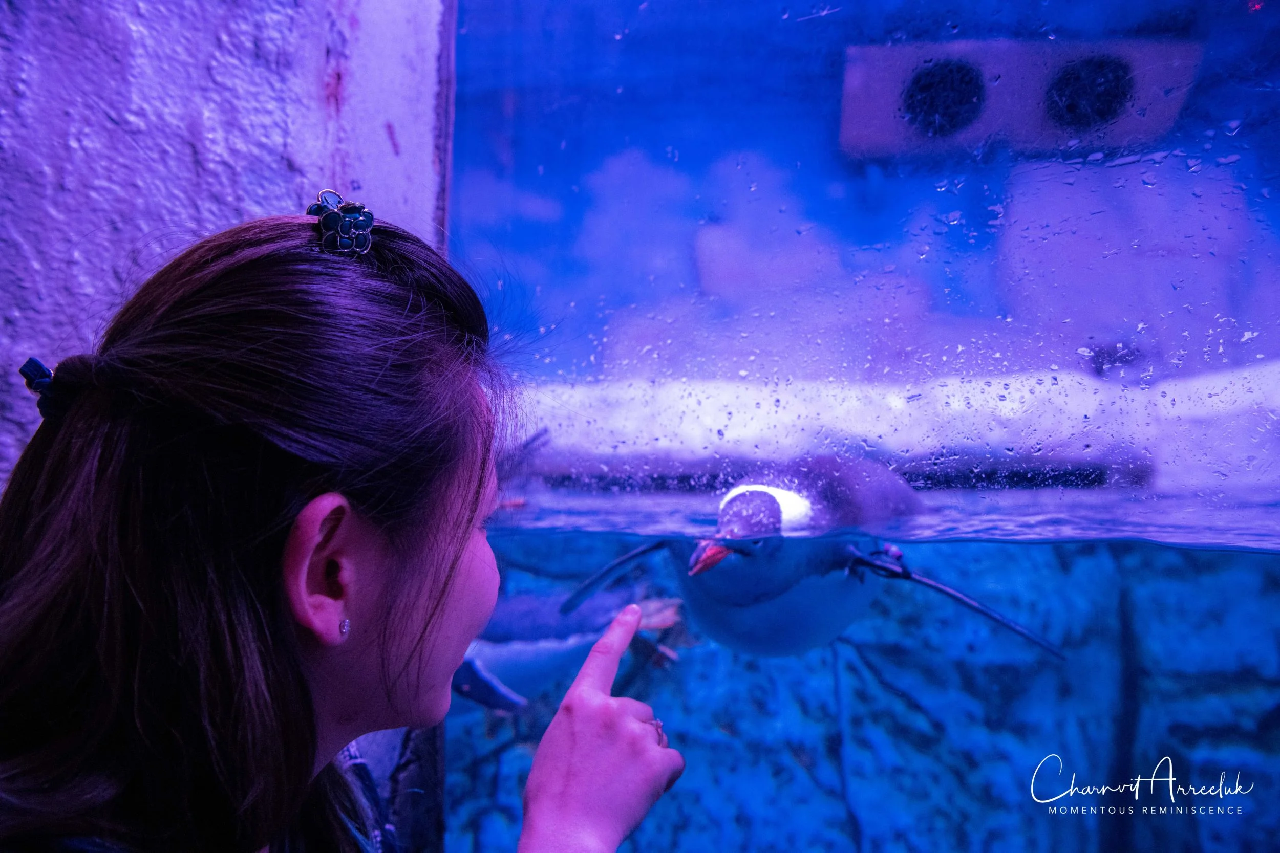 2018-11-19 - Siam Ocean World-393_Resize.jpg