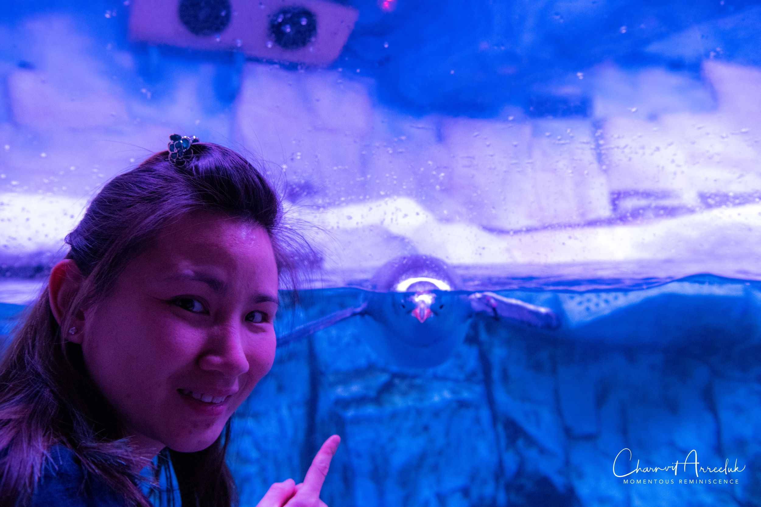 2018-11-19 - Siam Ocean World-397_Resize.jpg