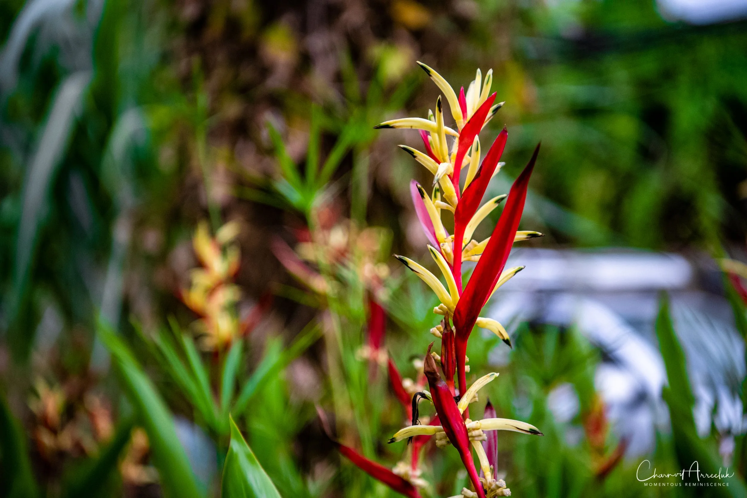 2019-04-15 - Prachinburi Dasada Haewnarok Waterfall-91_Resize.jpg
