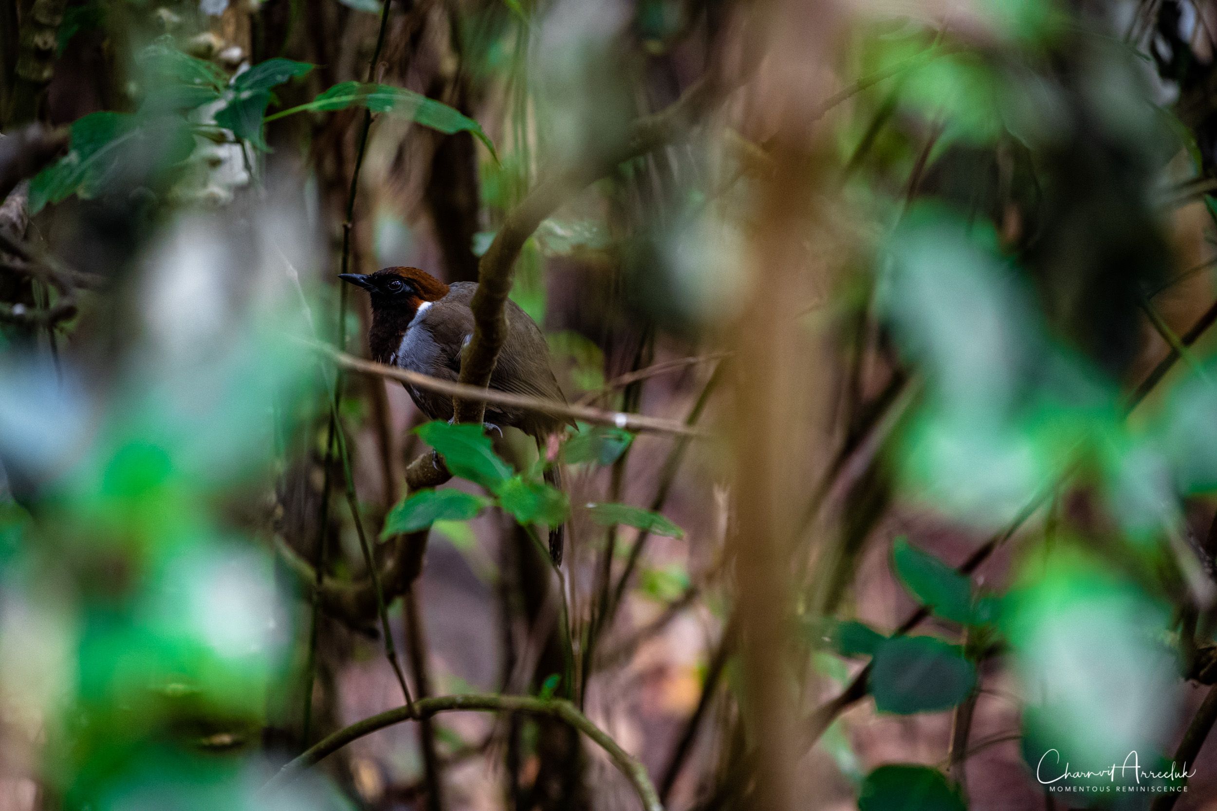 2019-03-01 - Mae Wong National Park - Kampaeng Phet-8_Resize.jpg