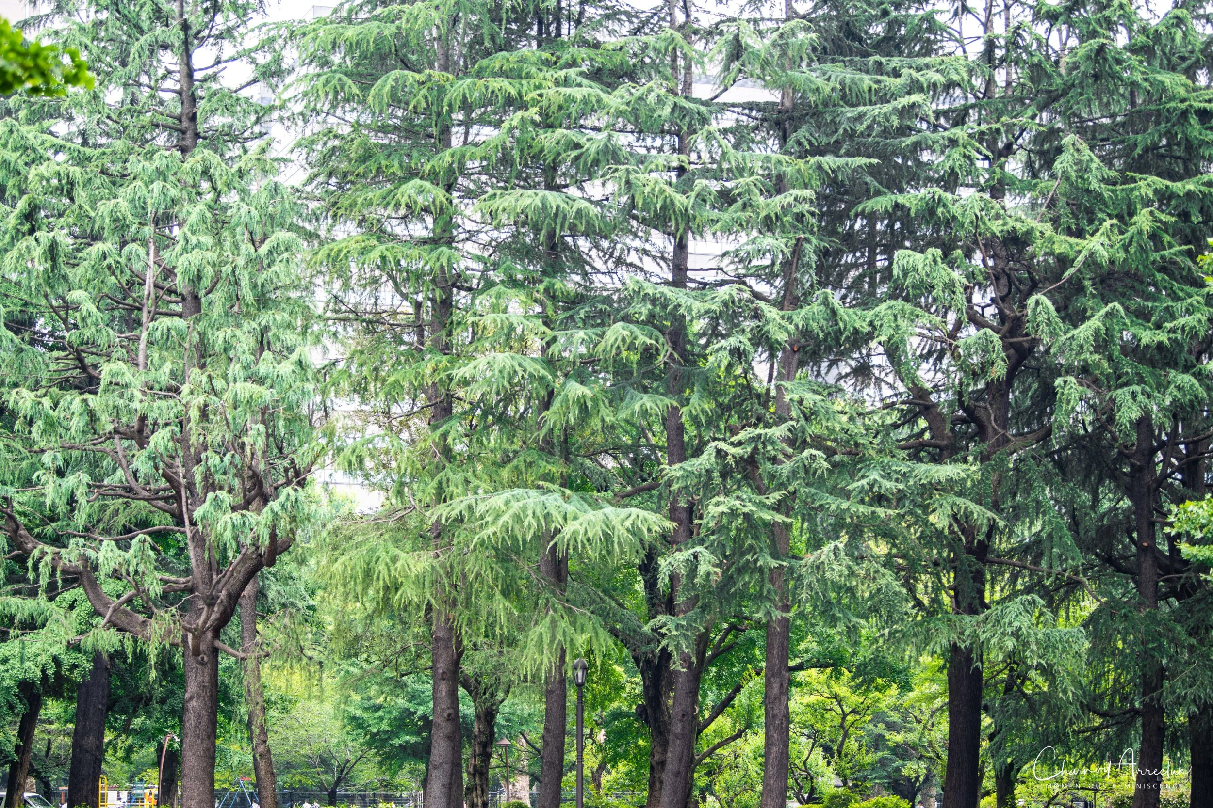 2019-07-11 - Japan-Tokyo-264_Resize.jpg