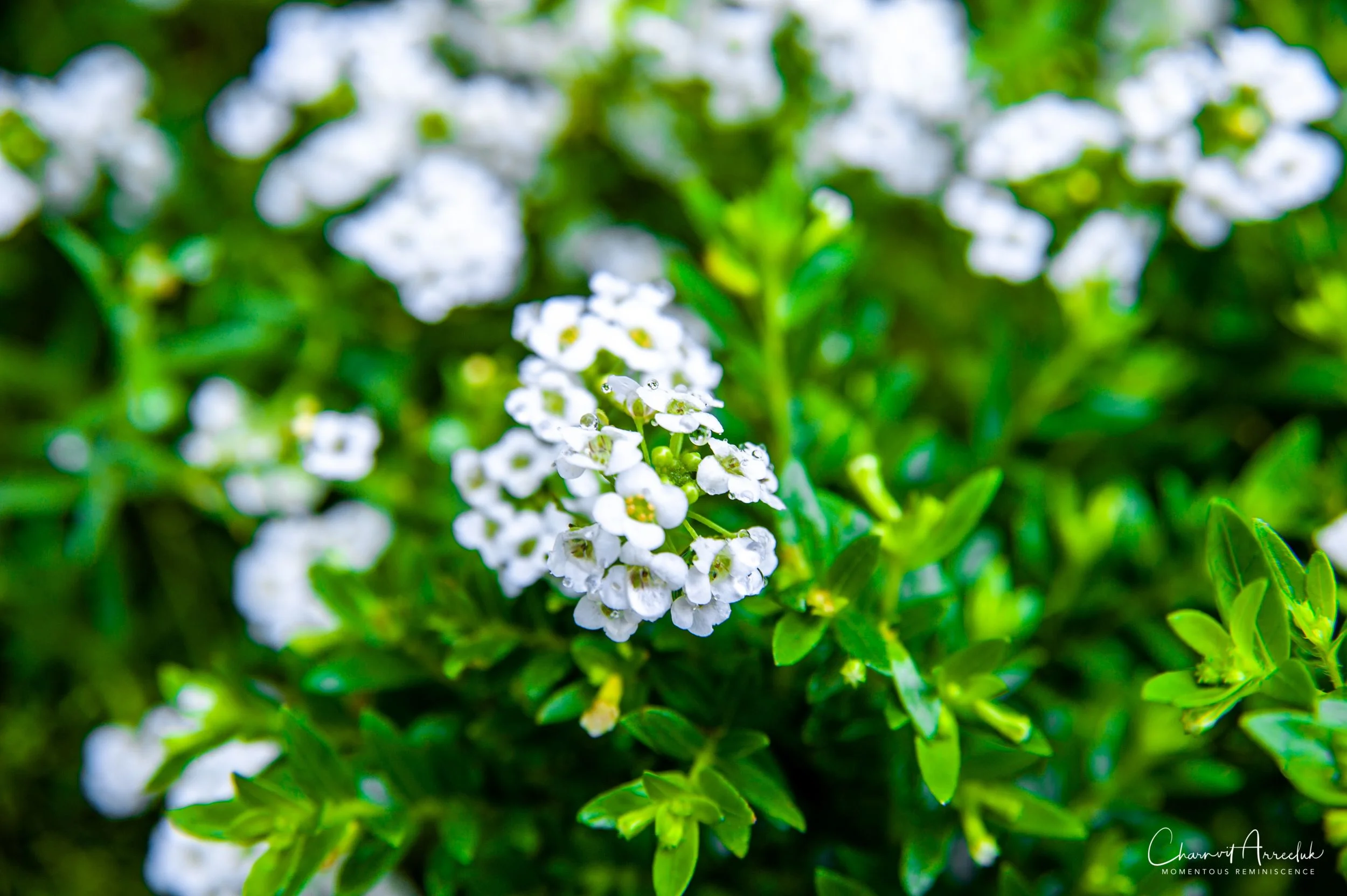 2019-07-11 - Japan-Tokyo-397_Resize.jpg