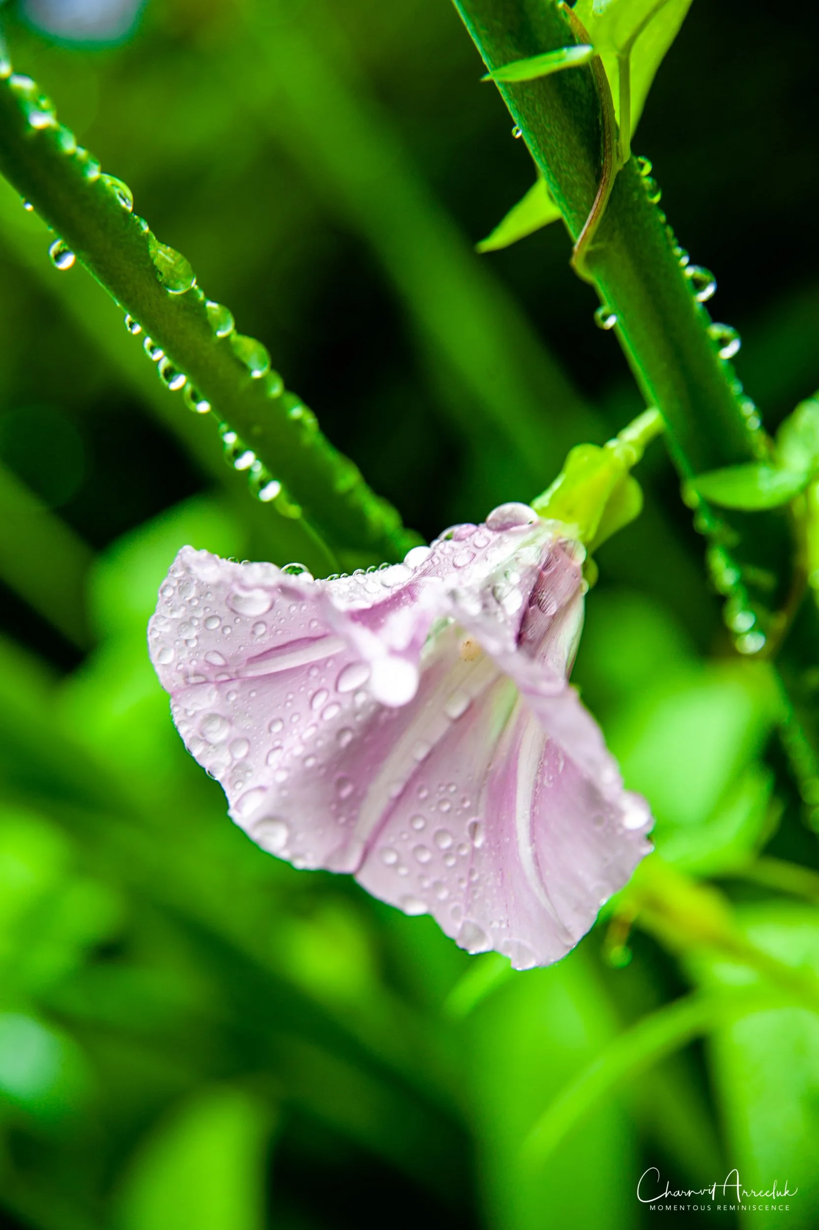 2019-07-11 - Japan-Tokyo-405_Resize.jpg
