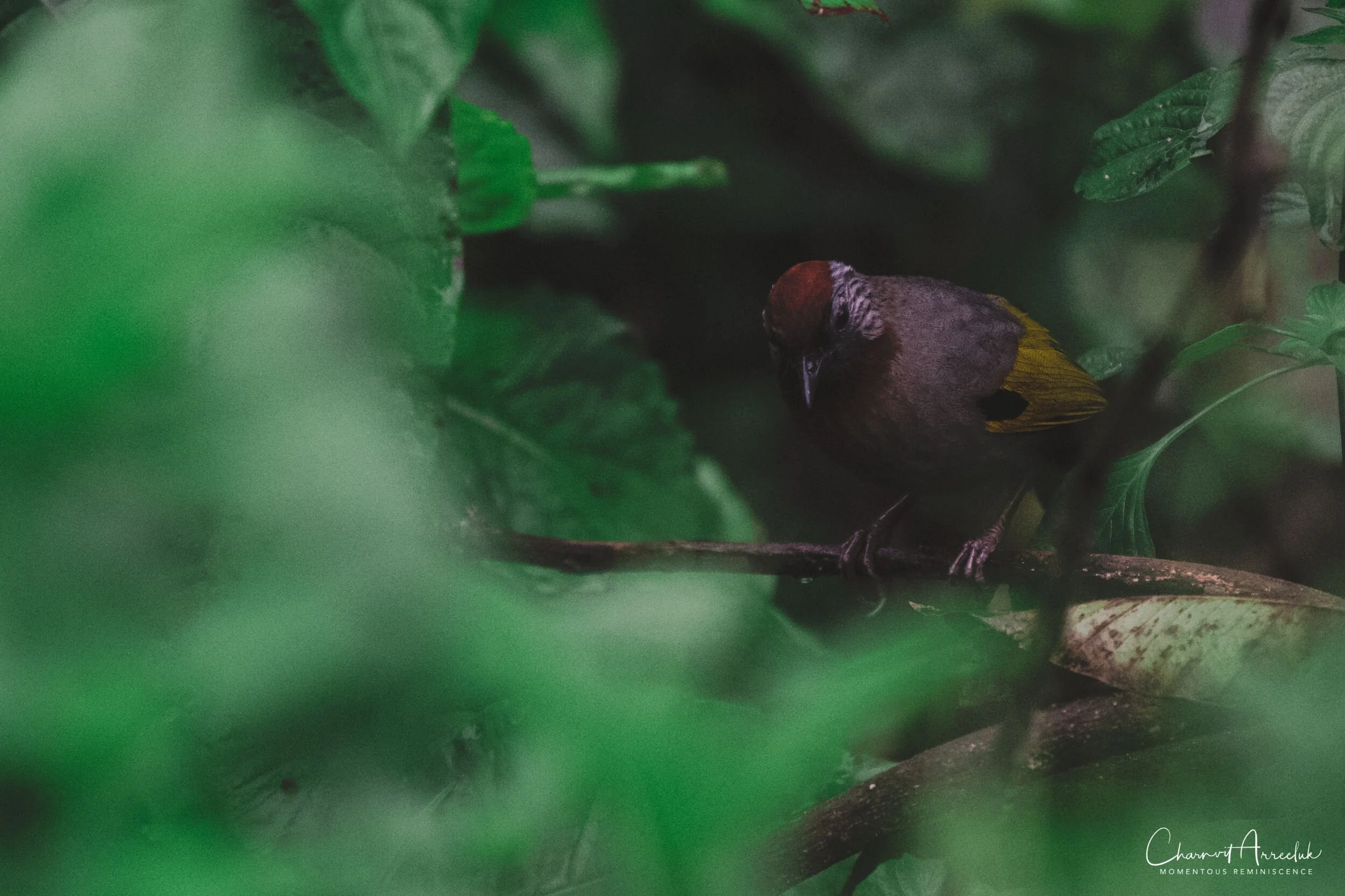 2019-09-13 - Maewong National Park (ChongYen) with Pong-89_Resize.jpg