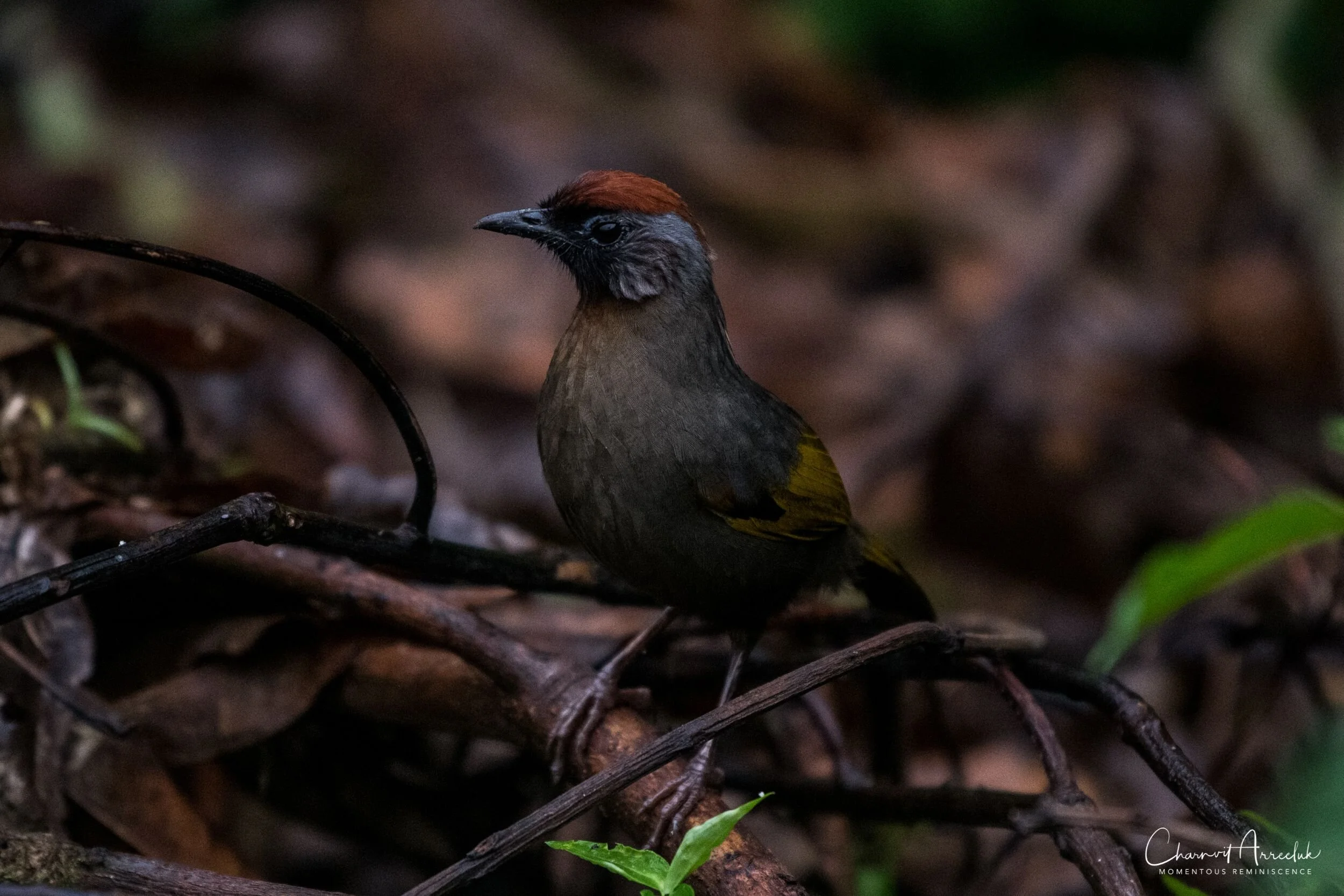2019-09-13 - Maewong National Park (ChongYen) with Pong-91_Resize.jpg