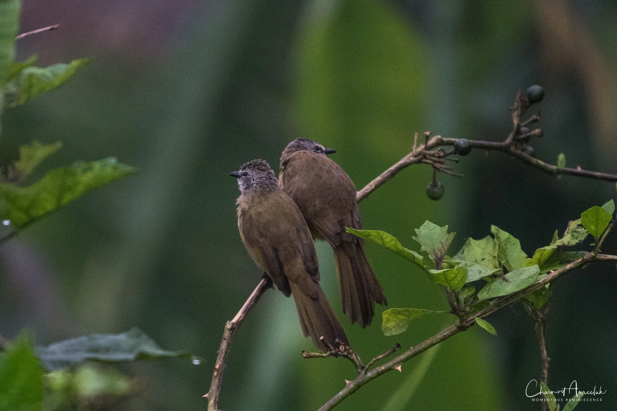 2019-09-13 - Maewong National Park (ChongYen) with Pong-93_Resize.jpg