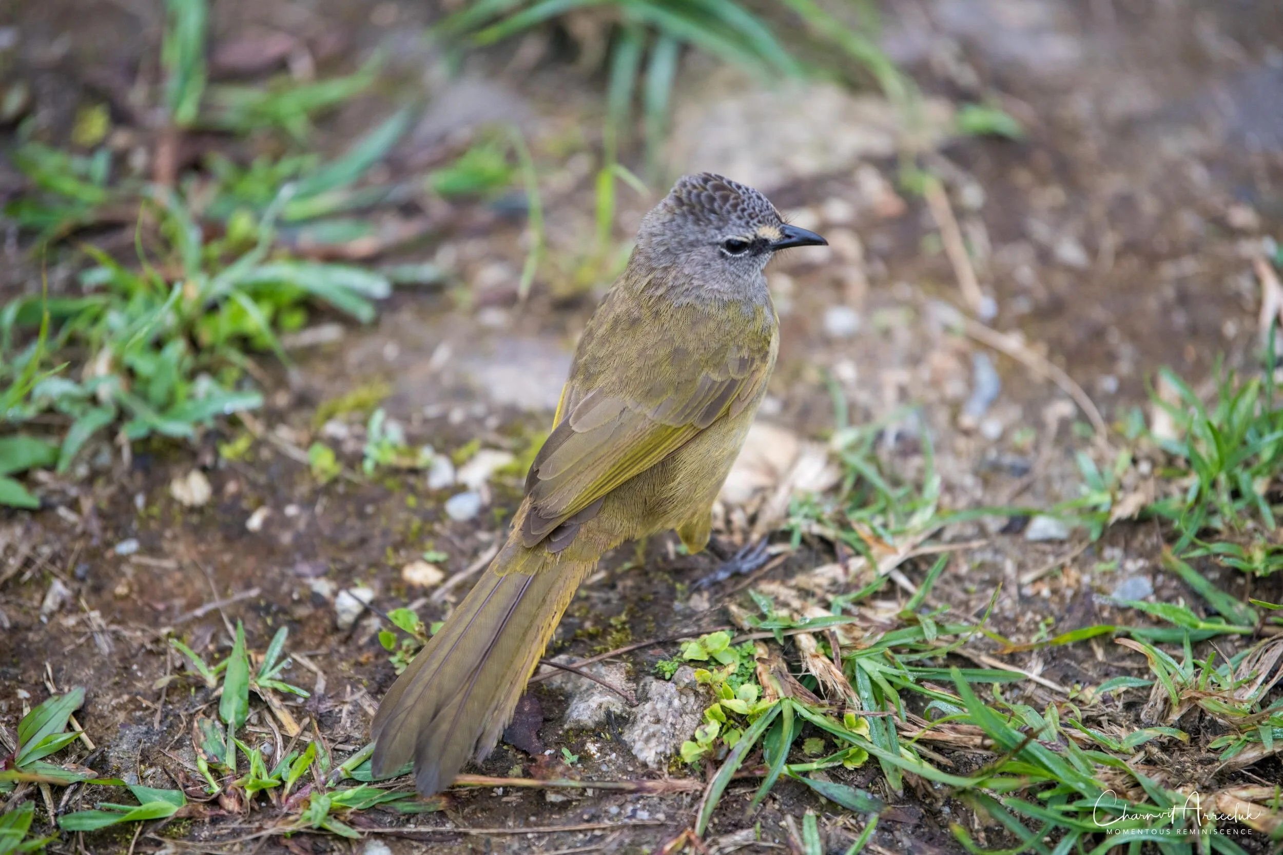 2019-09-13 - Maewong National Park (ChongYen) with Pong-94_Resize.jpg