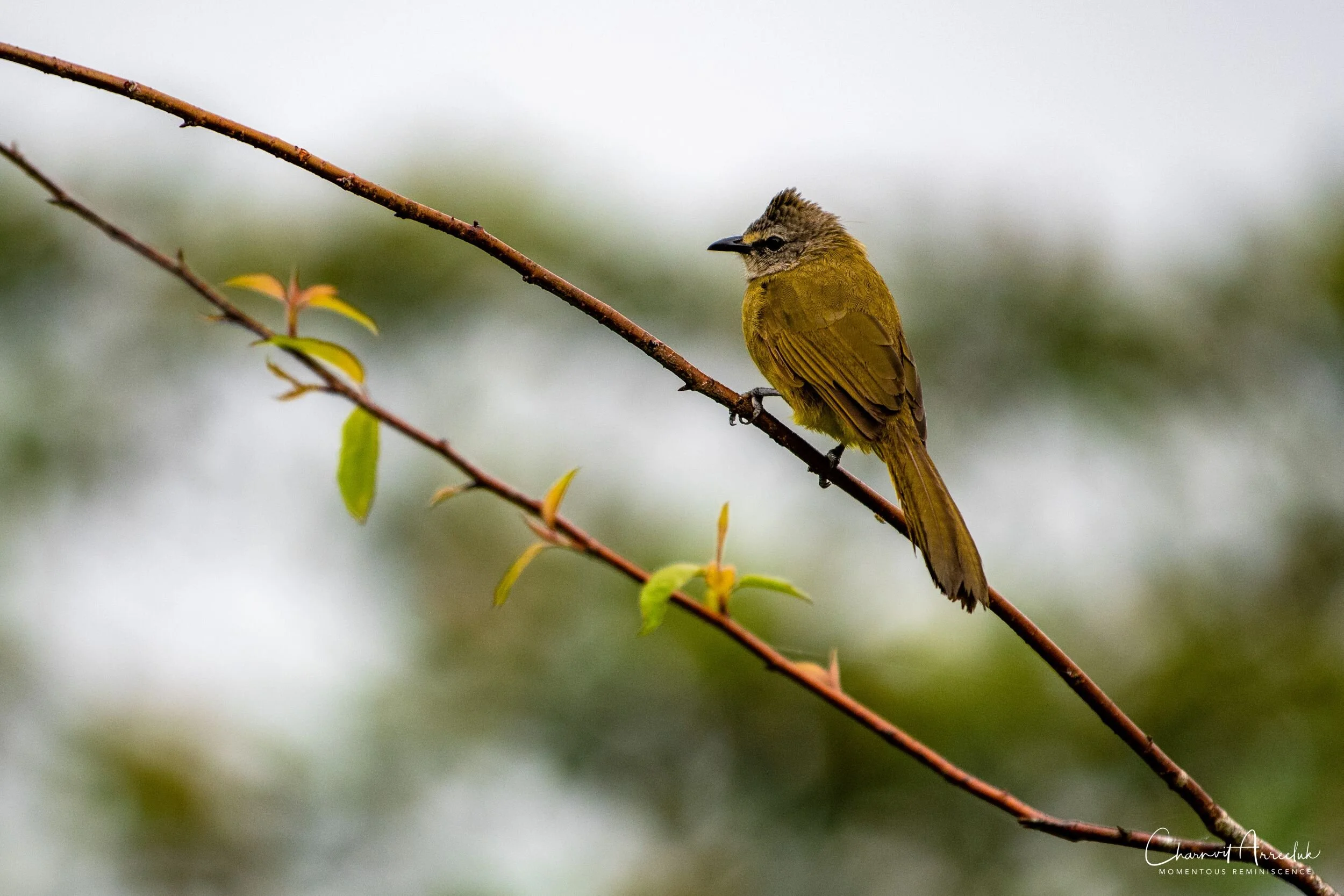 2019-09-13 - Maewong National Park (ChongYen) with Pong-97_Resize.jpg