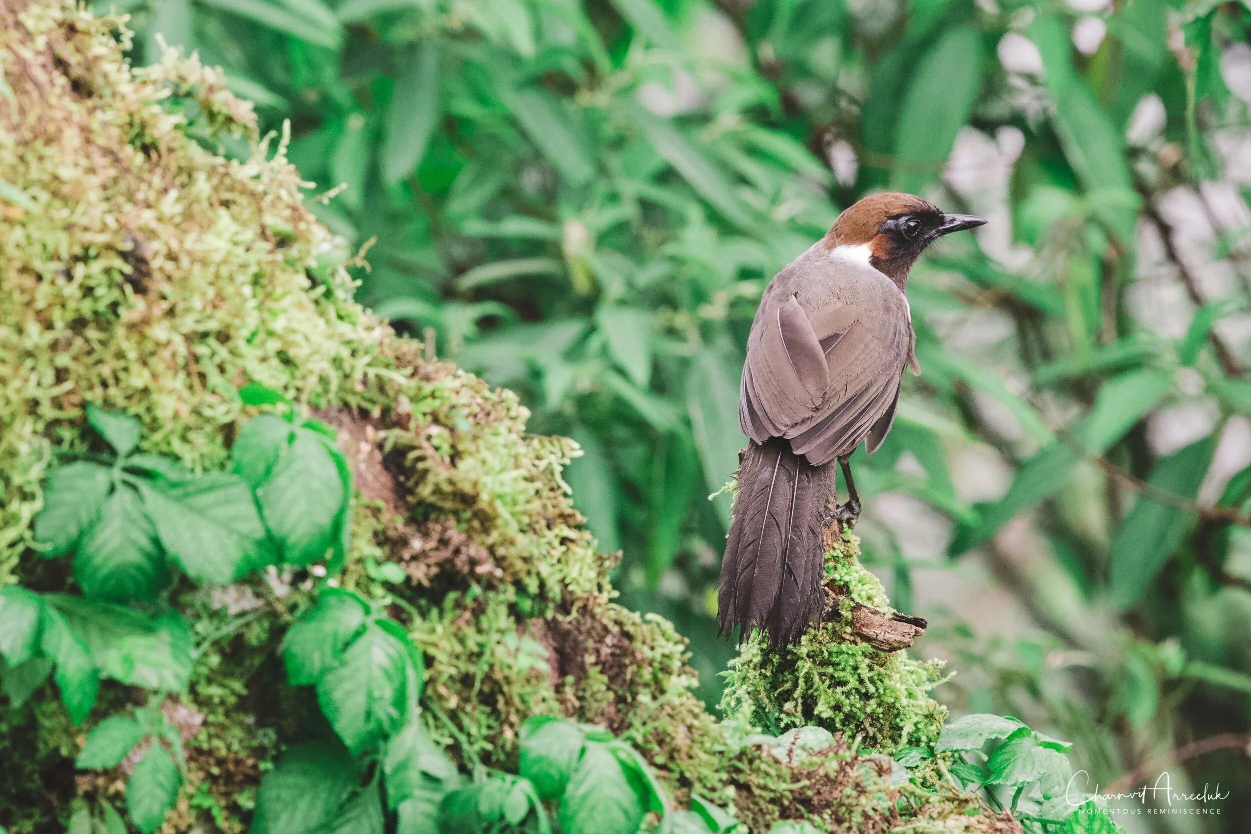 2019-09-13 - Maewong National Park (ChongYen) with Pong-101_Resize.jpg
