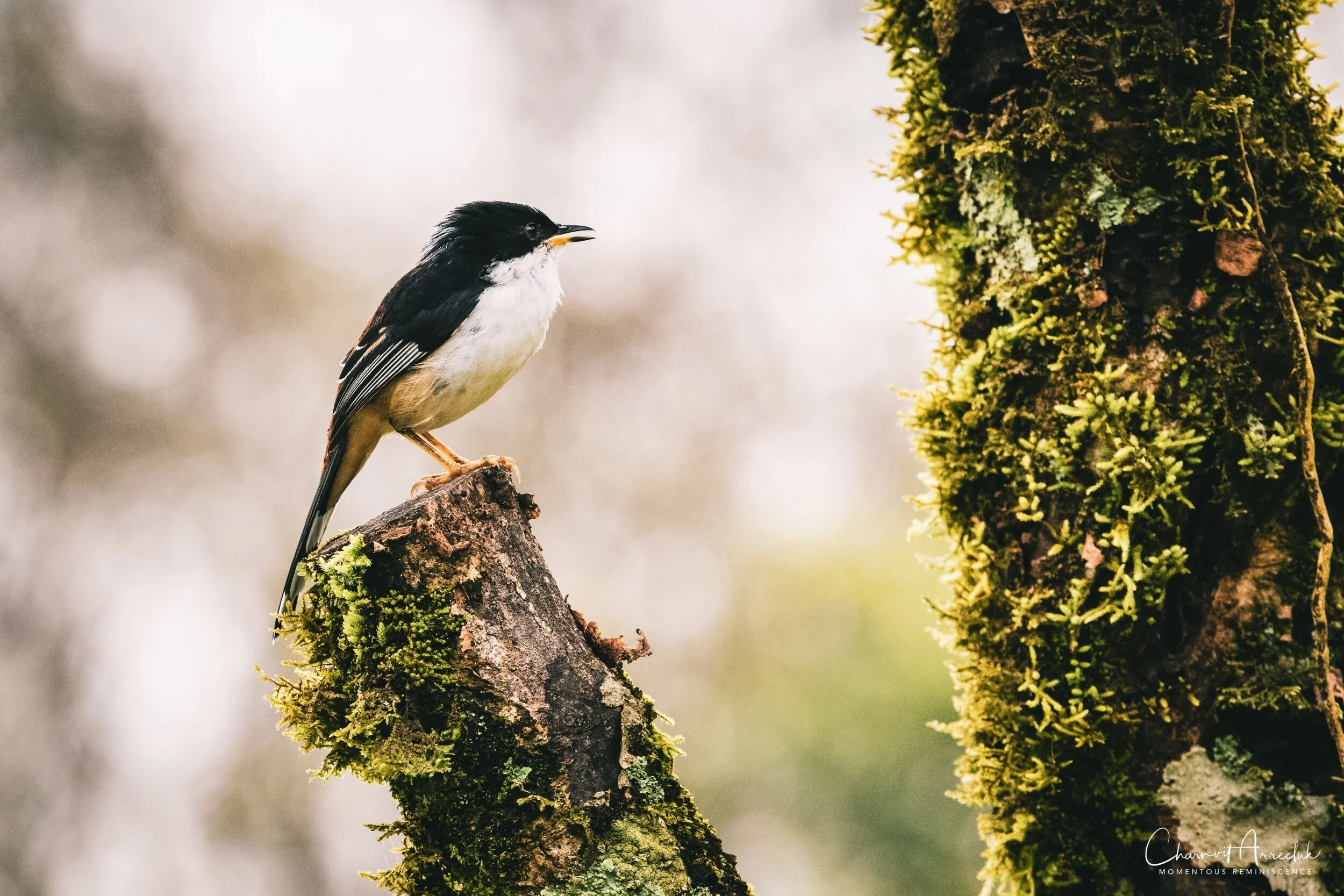 2019-09-13 - Maewong National Park (ChongYen) with Pong-104_Resize.jpg