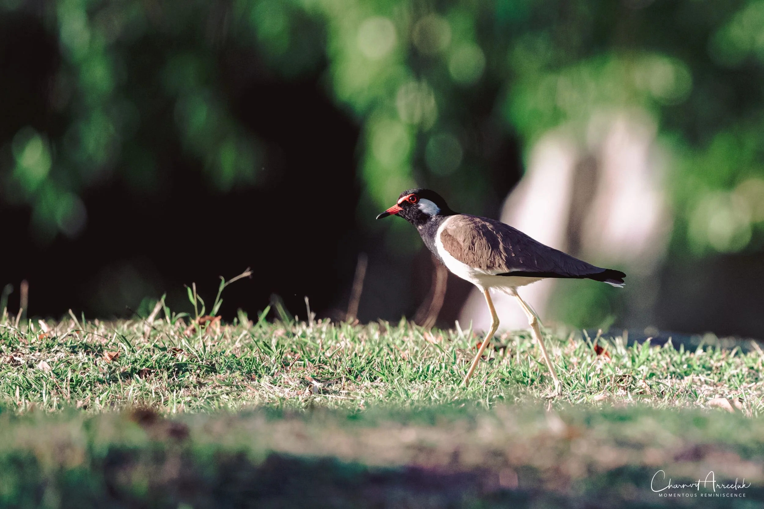 2019-11-30 - สวนพุทธมณฑล 2-2_Resize.jpg