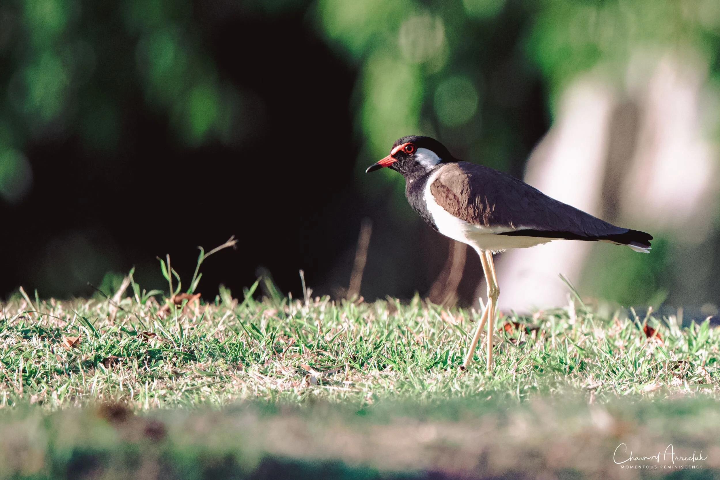 2019-11-30 - สวนพุทธมณฑล 2-3_Resize.jpg