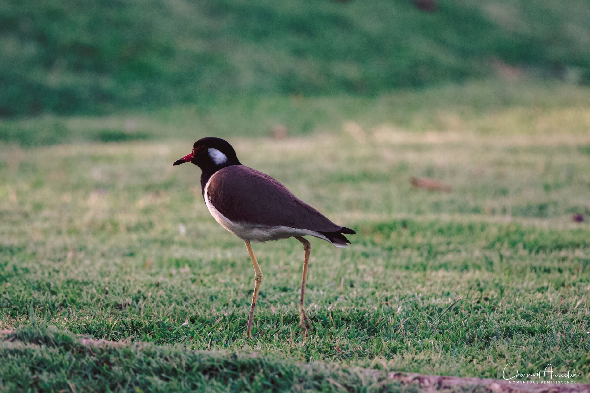 2019-11-30 - สวนพุทธมณฑล 2-8_Resize.jpg