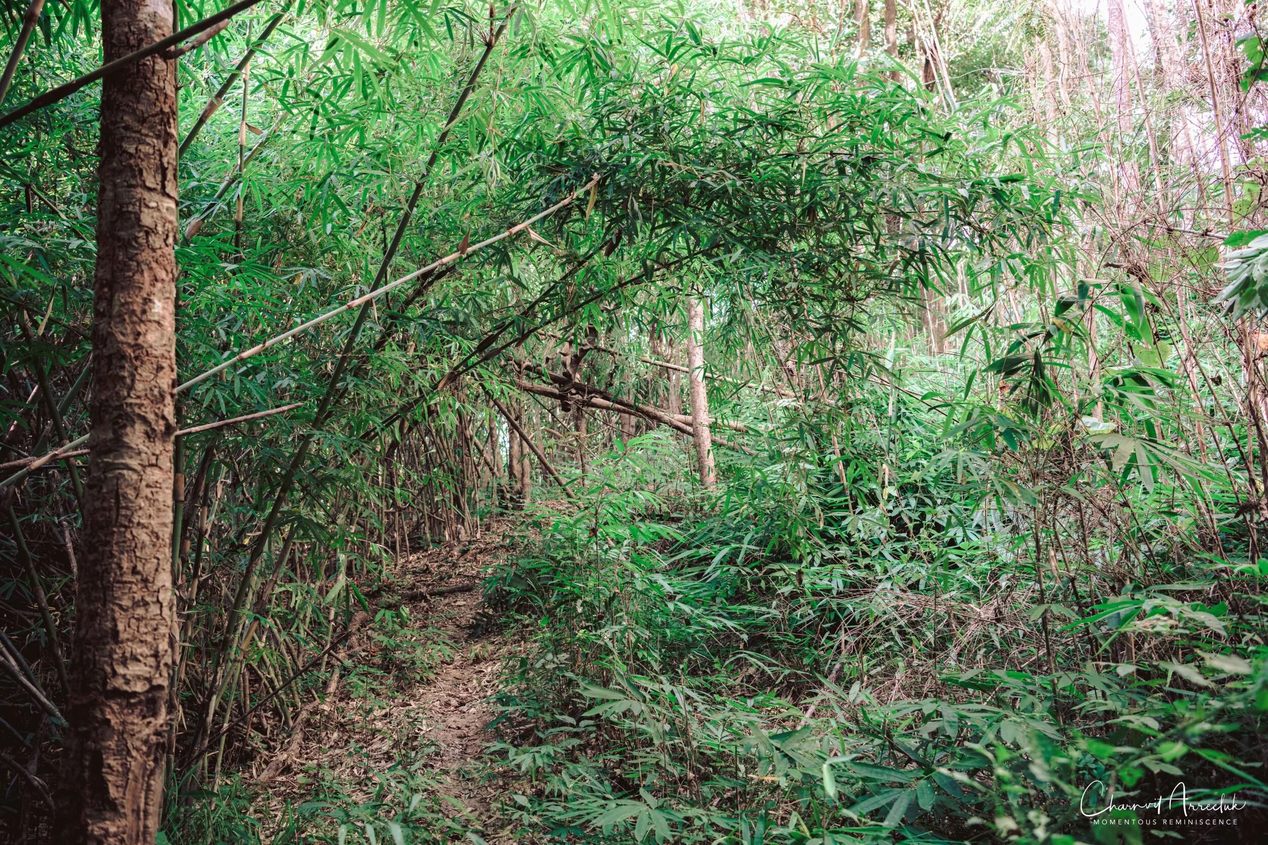 2019-12-05 - Offroad to BannBorHoi and Doi SuanYaLuang-92_Resize.jpg