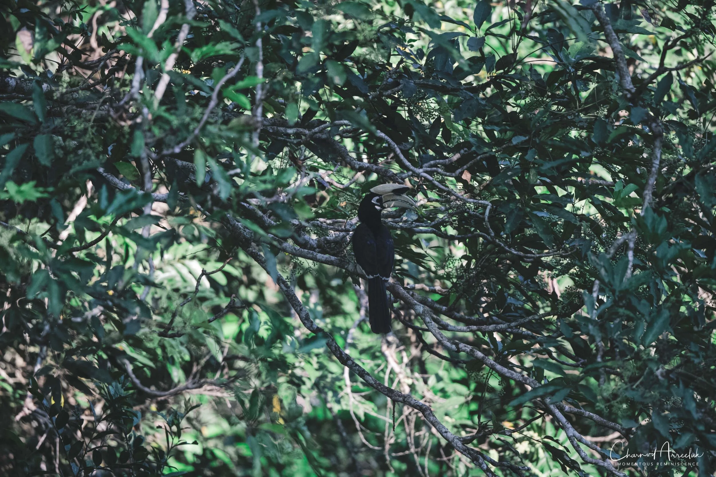 2020-12-27 - Wangnamkiew Khao Yai-42_Resize.jpg