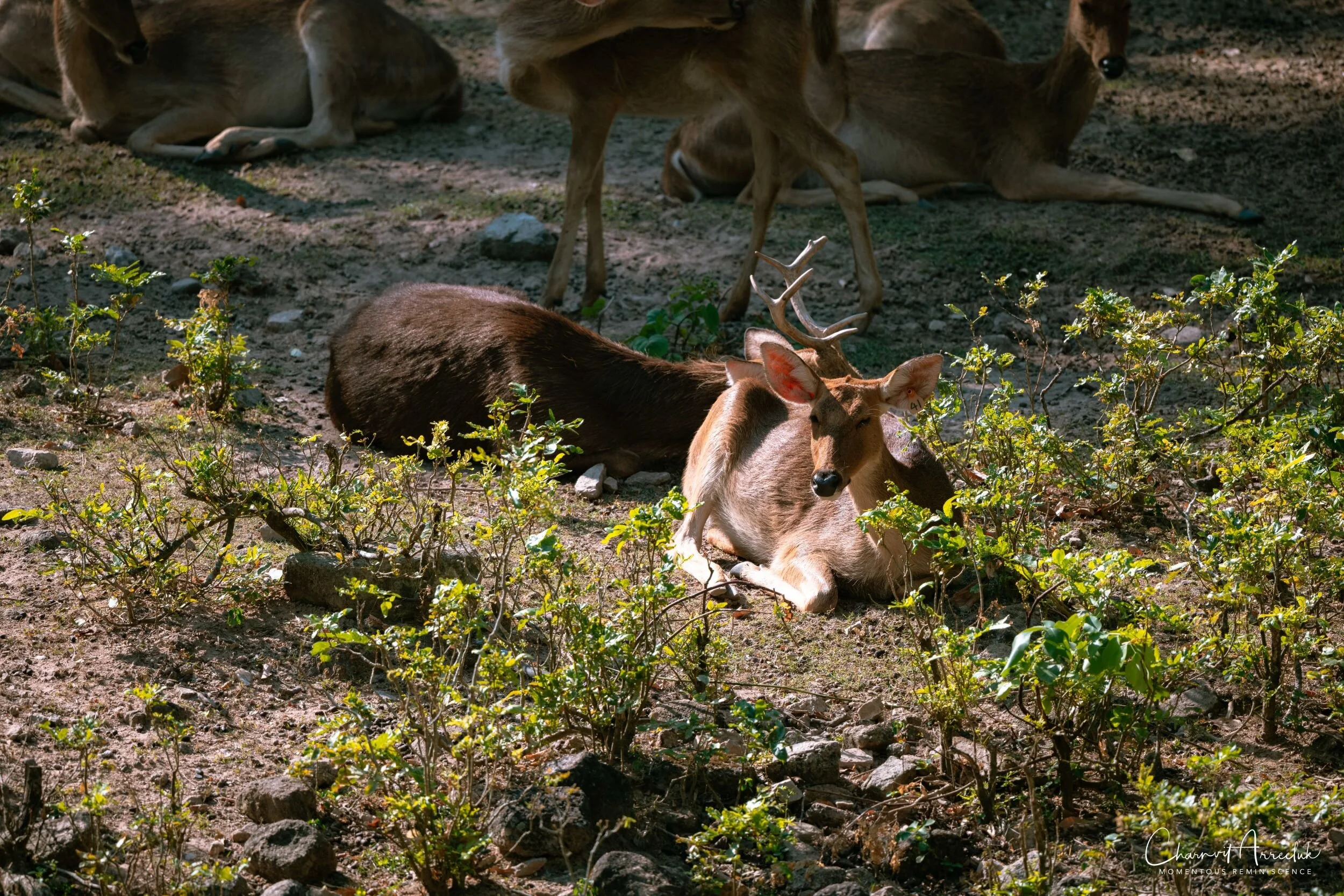2020-12-30 - Khao Kheaw Zoo-1_Resize.jpg