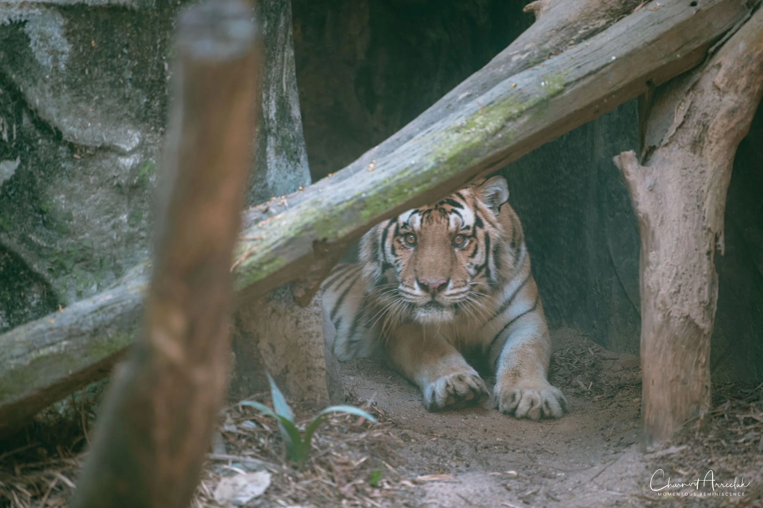 2020-12-30 - Khao Kheaw Zoo-5_Resize.jpg