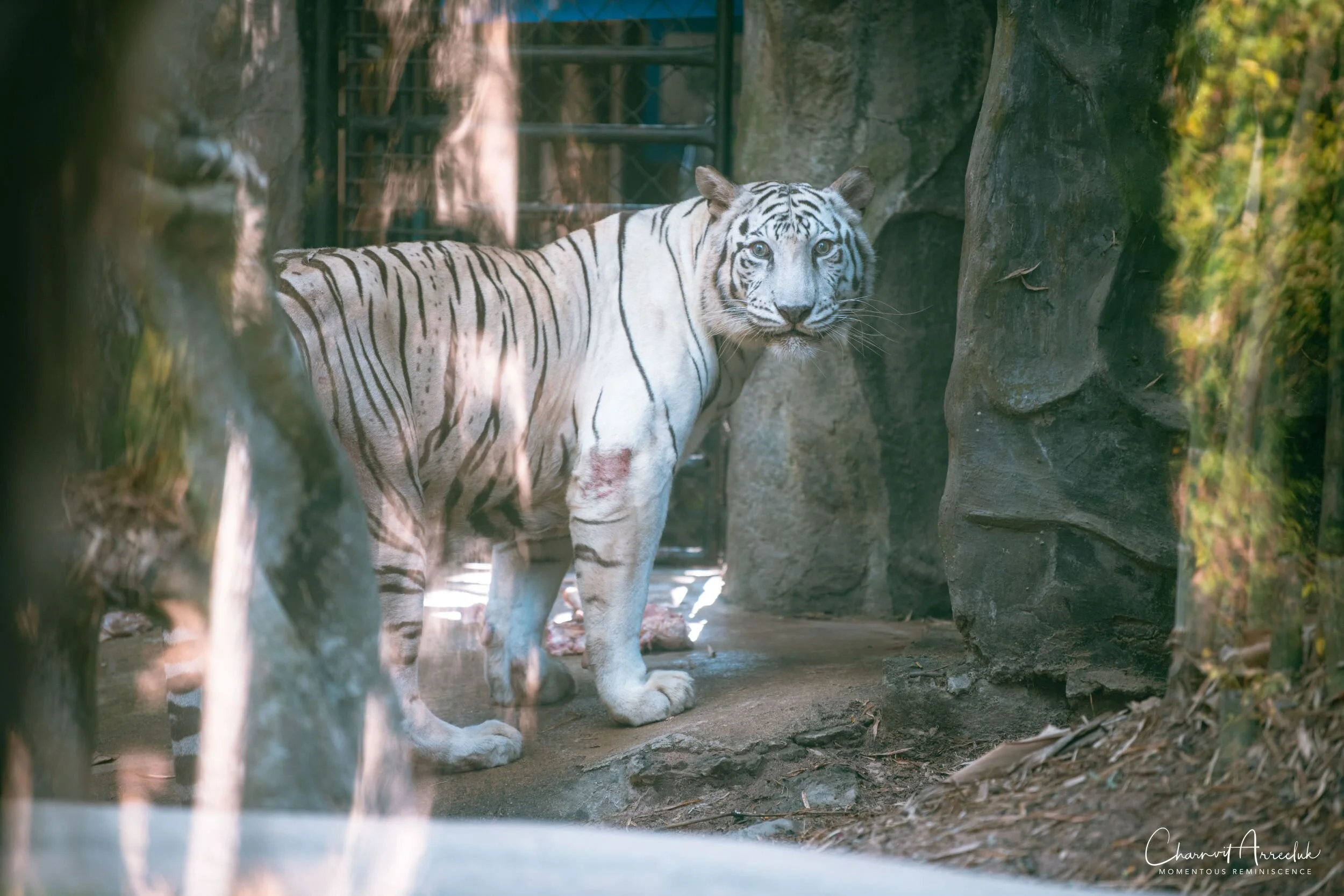 2020-12-30 - Khao Kheaw Zoo-4_Resize.jpg