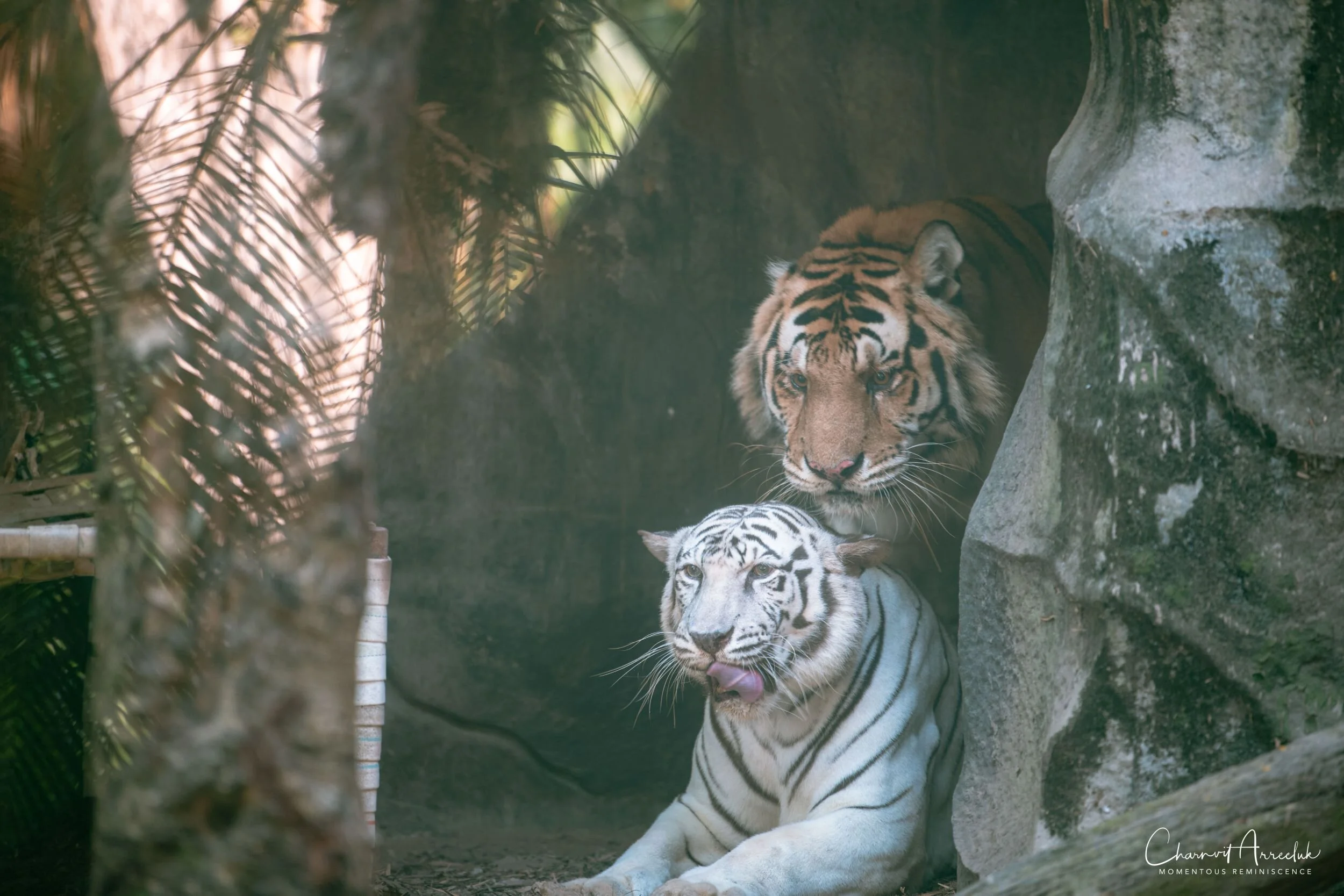 2020-12-30 - Khao Kheaw Zoo-6_Resize.jpg