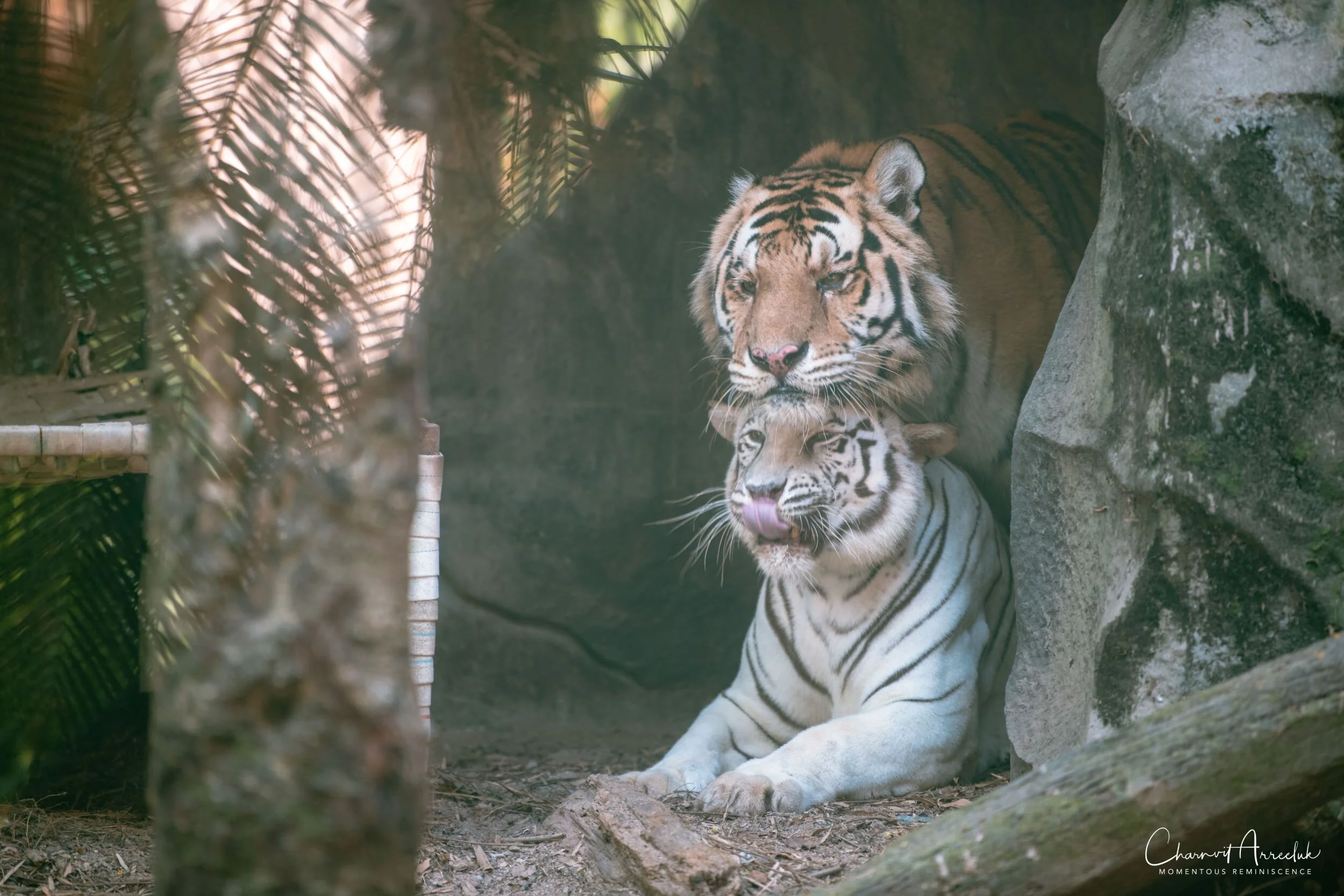 2020-12-30 - Khao Kheaw Zoo-7_Resize.jpg