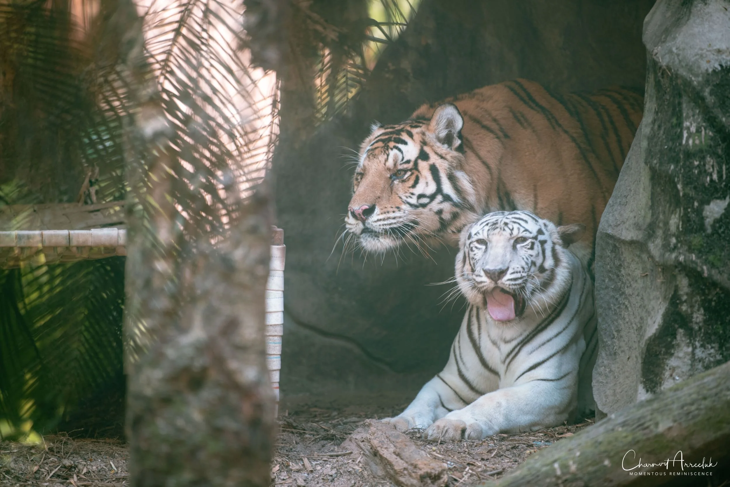 2020-12-30 - Khao Kheaw Zoo-8_Resize.jpg