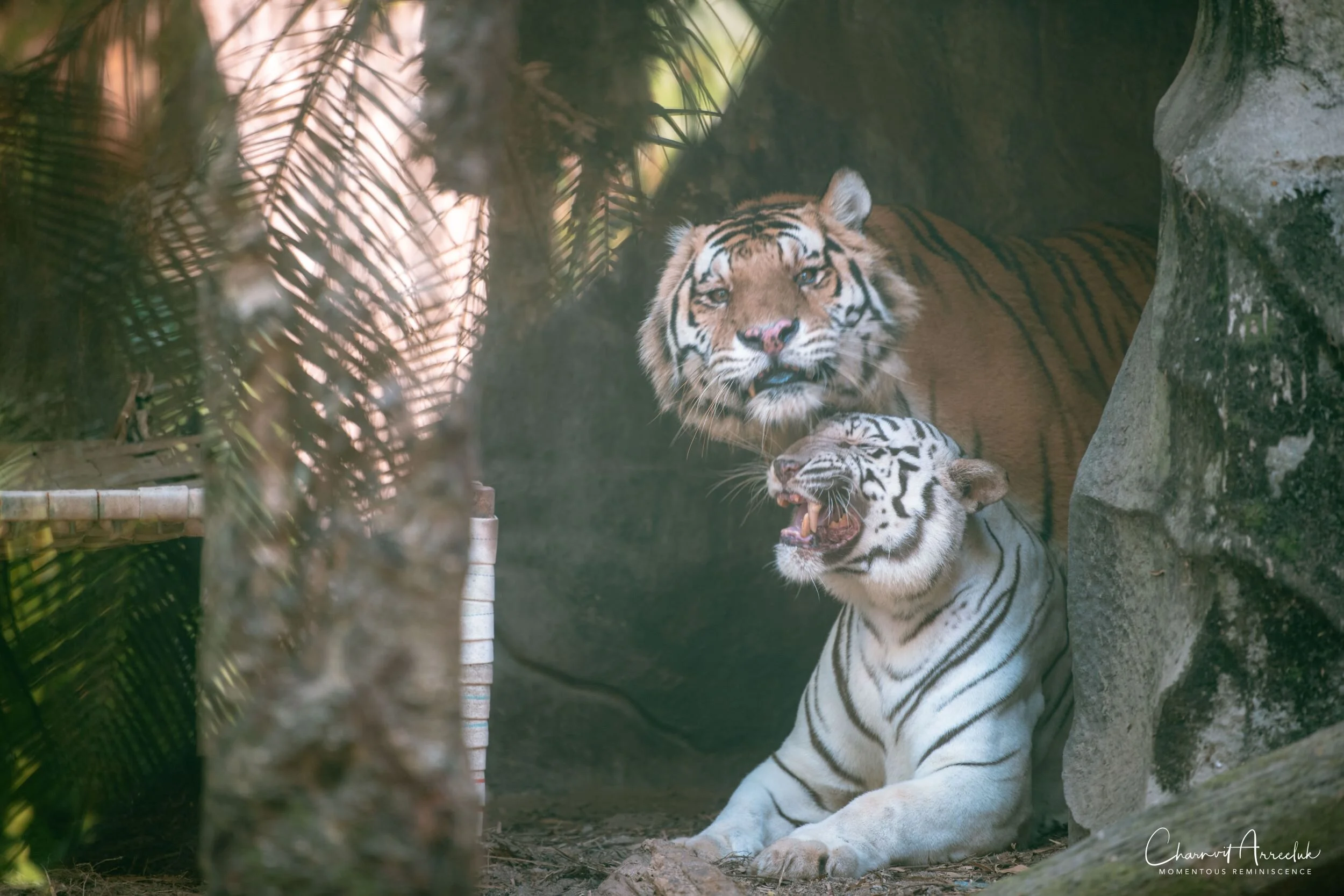 2020-12-30 - Khao Kheaw Zoo-9_Resize.jpg