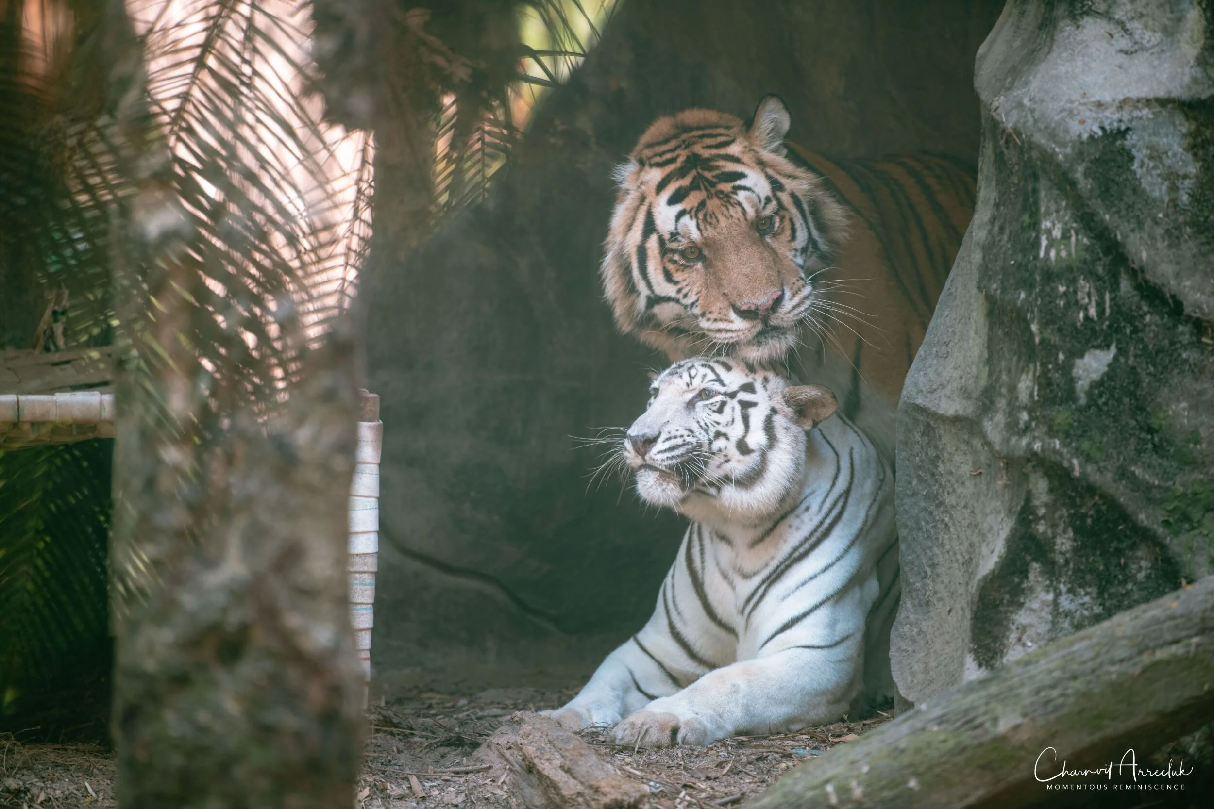 2020-12-30 - Khao Kheaw Zoo-10_Resize.jpg