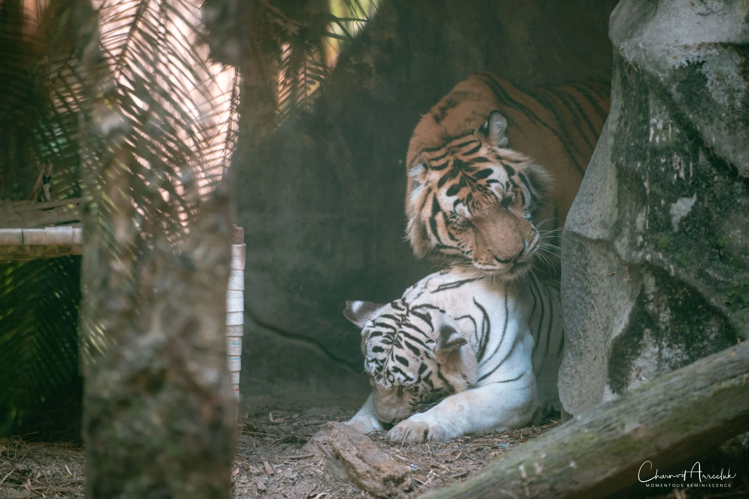 2020-12-30 - Khao Kheaw Zoo-11_Resize.jpg