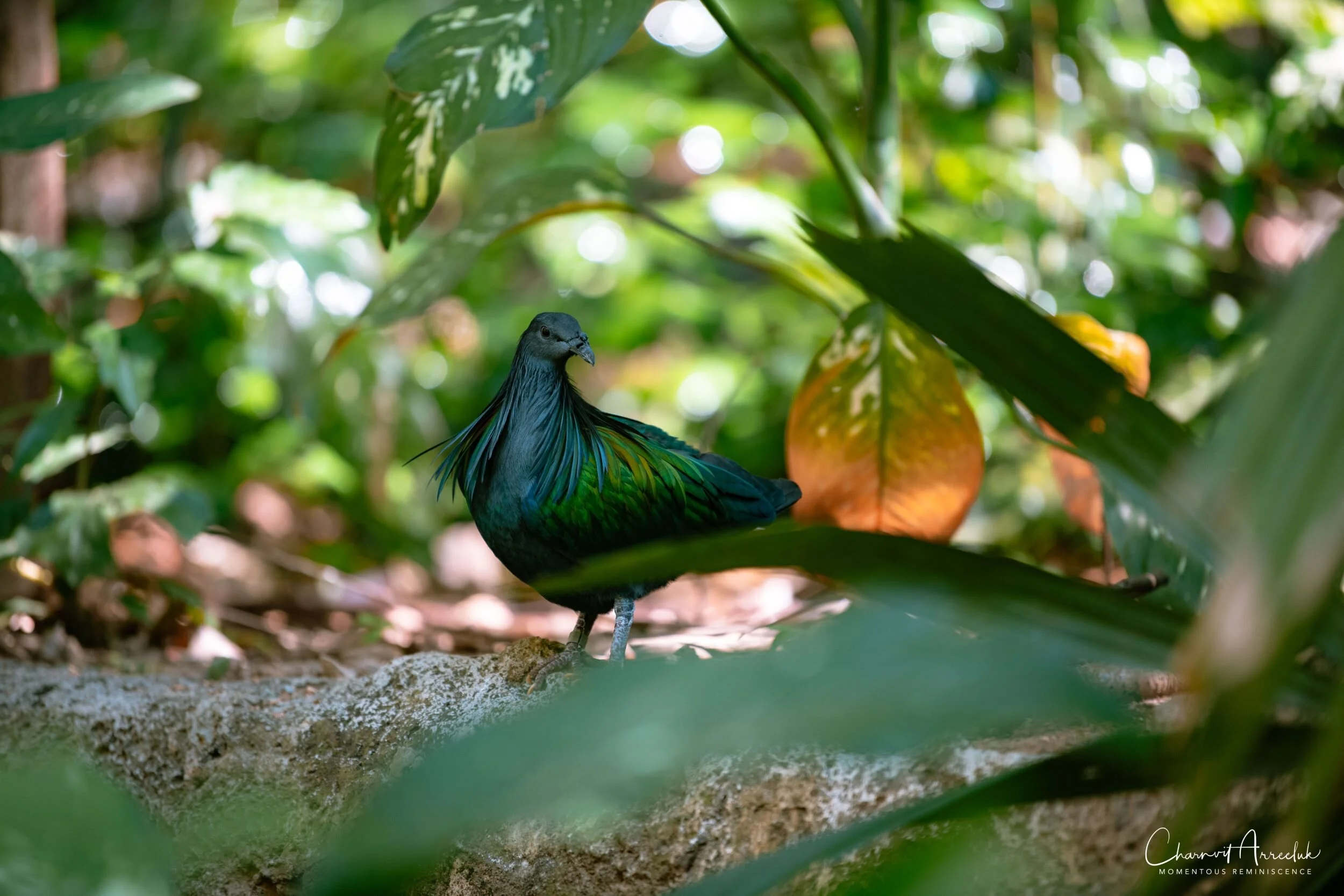 2020-12-30 - Khao Kheaw Zoo-13_Resize.jpg