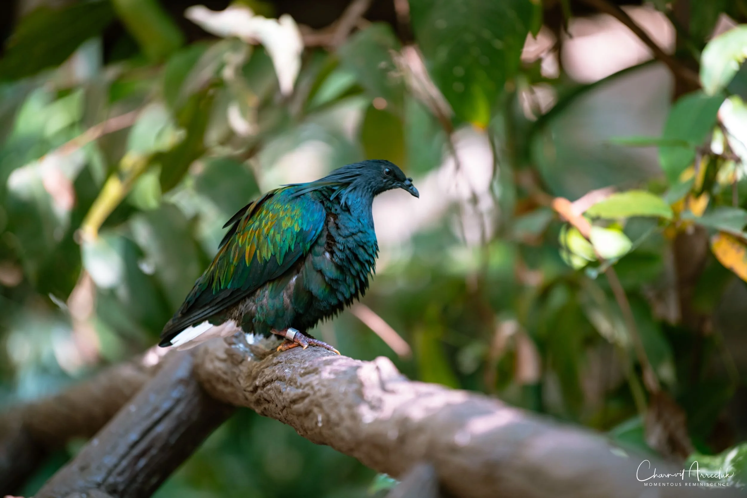2020-12-30 - Khao Kheaw Zoo-14_Resize.jpg