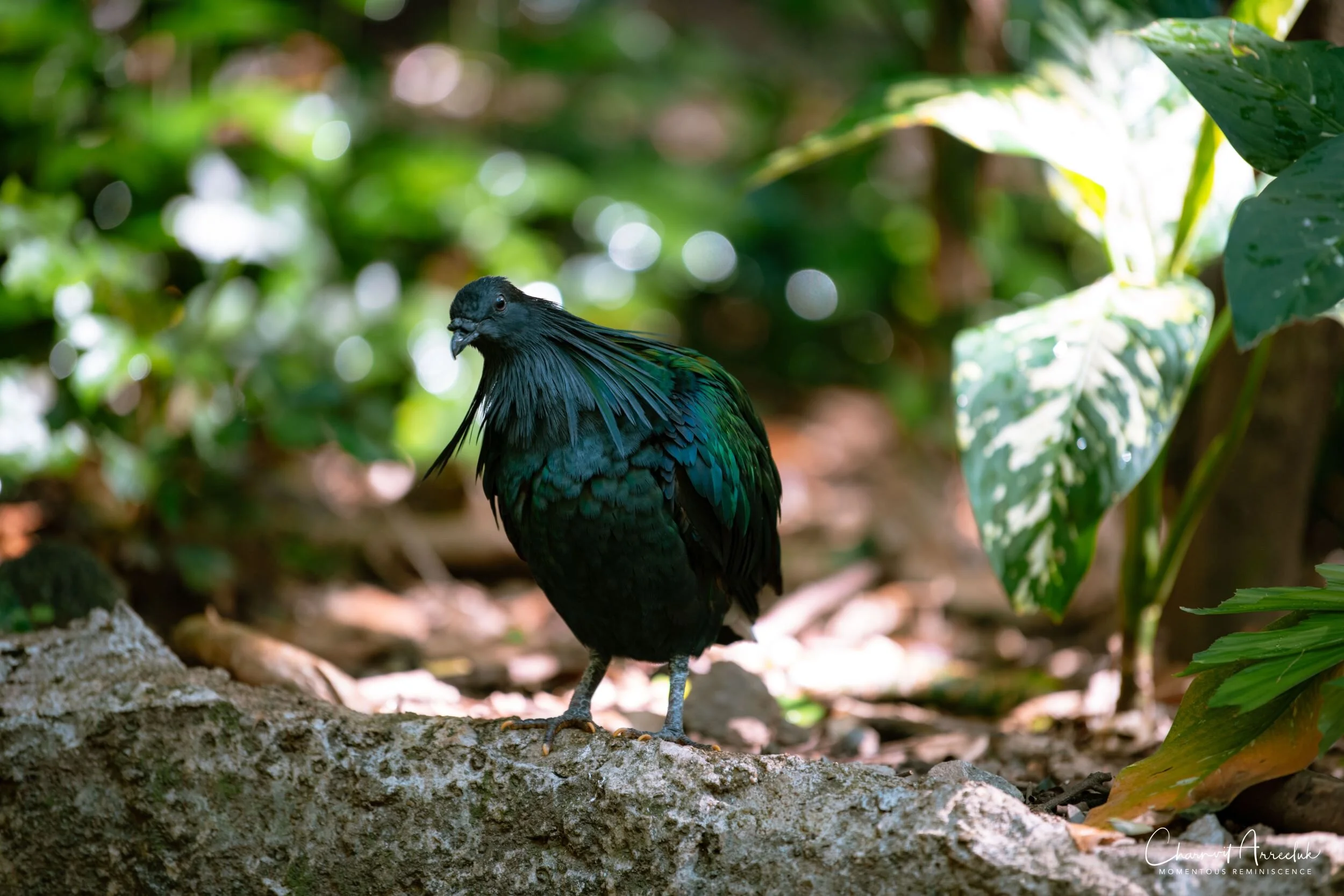 2020-12-30 - Khao Kheaw Zoo-15_Resize.jpg