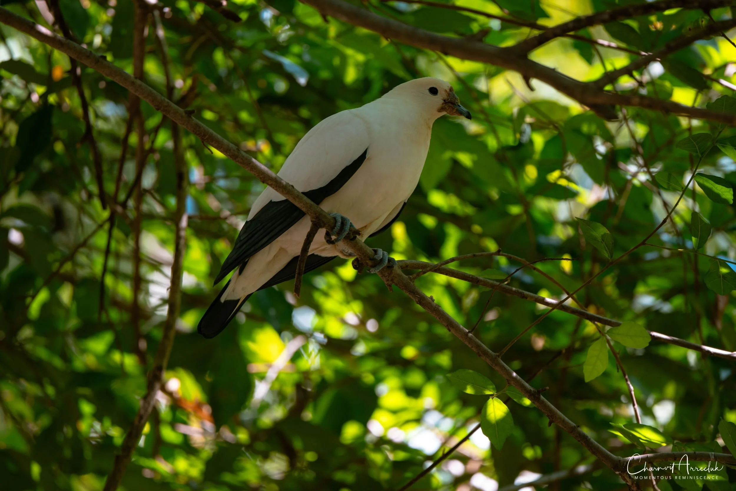 2020-12-30 - Khao Kheaw Zoo-18_Resize.jpg