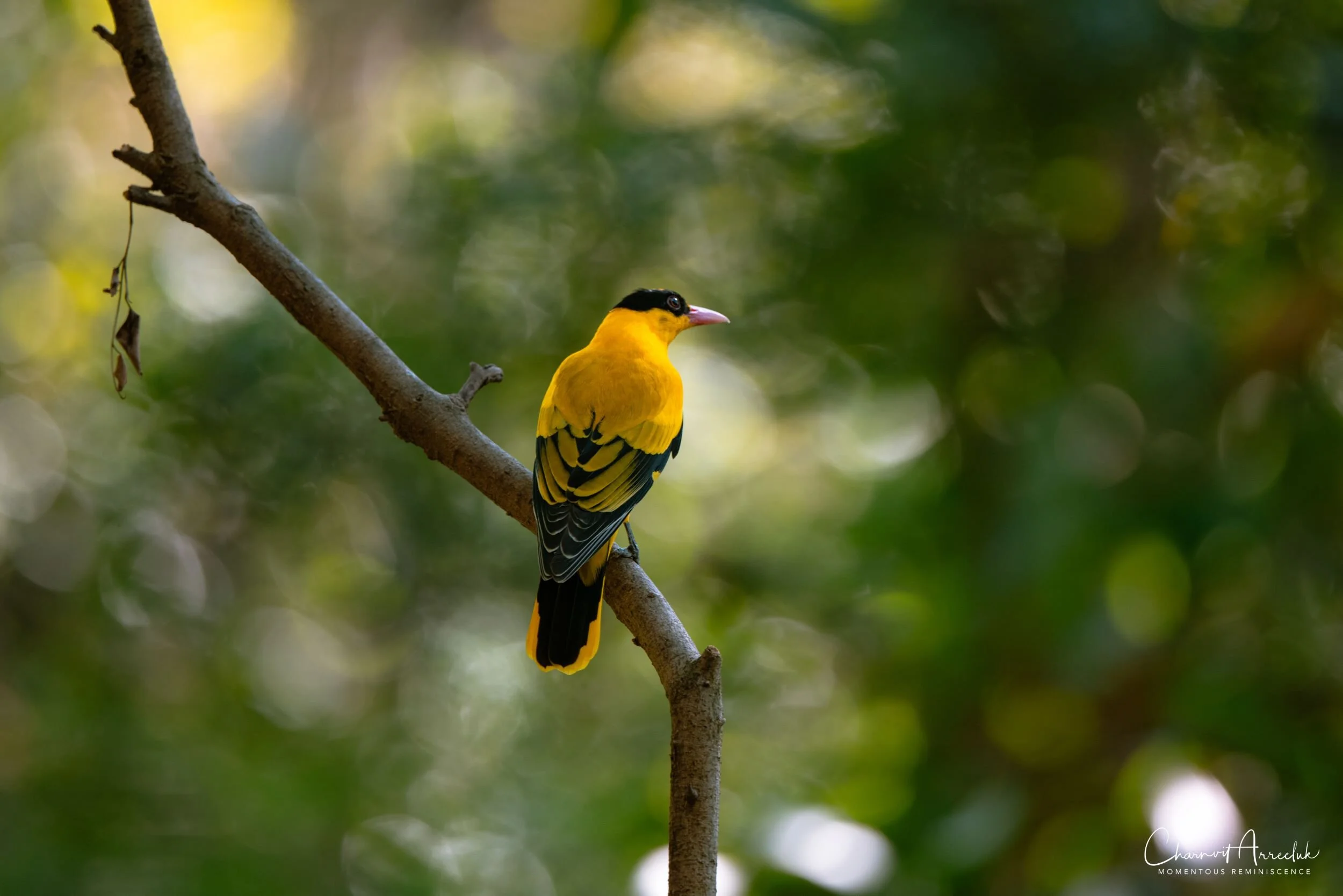 2020-12-30 - Khao Kheaw Zoo-19_Resize.jpg