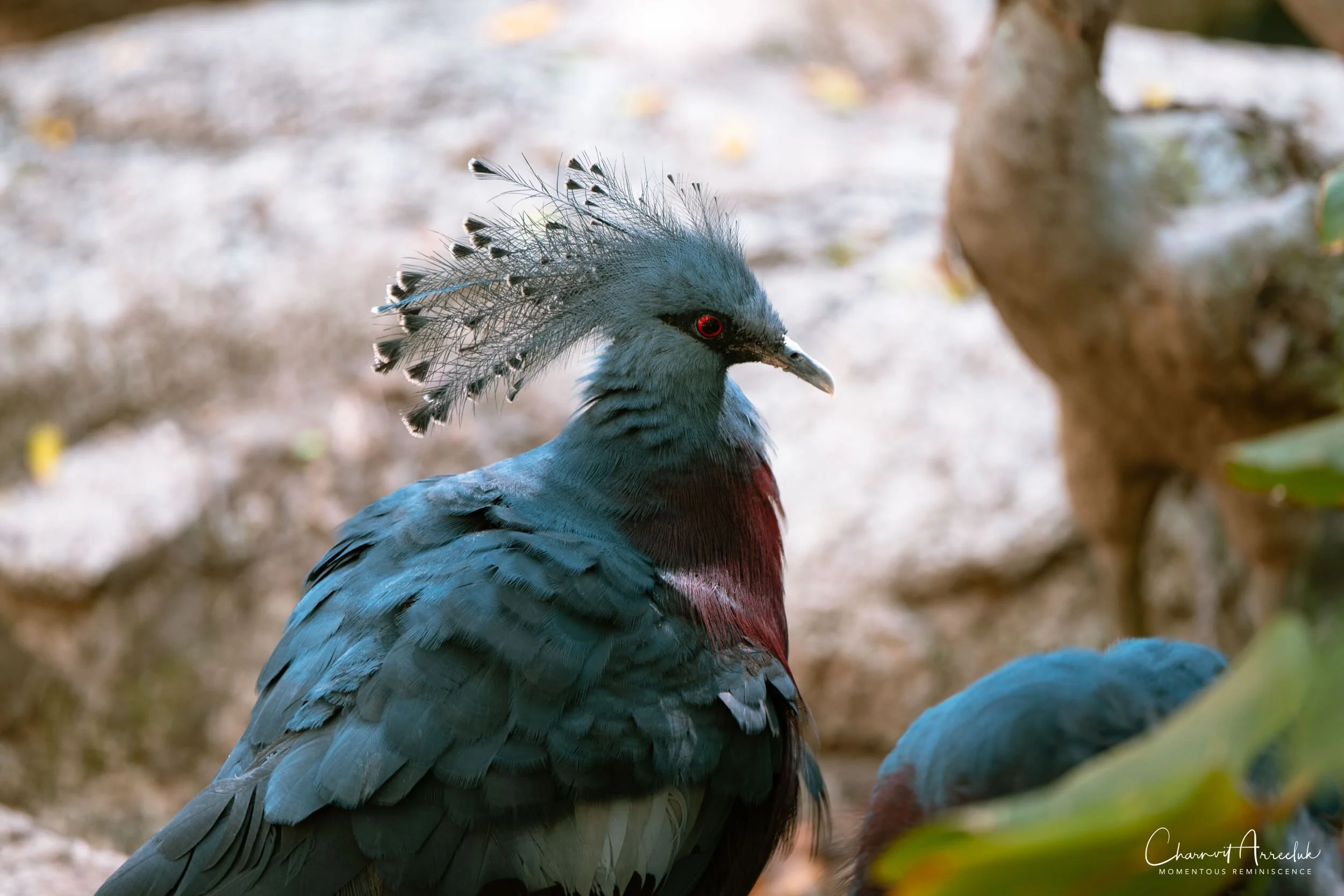 2020-12-30 - Khao Kheaw Zoo-20_Resize.jpg