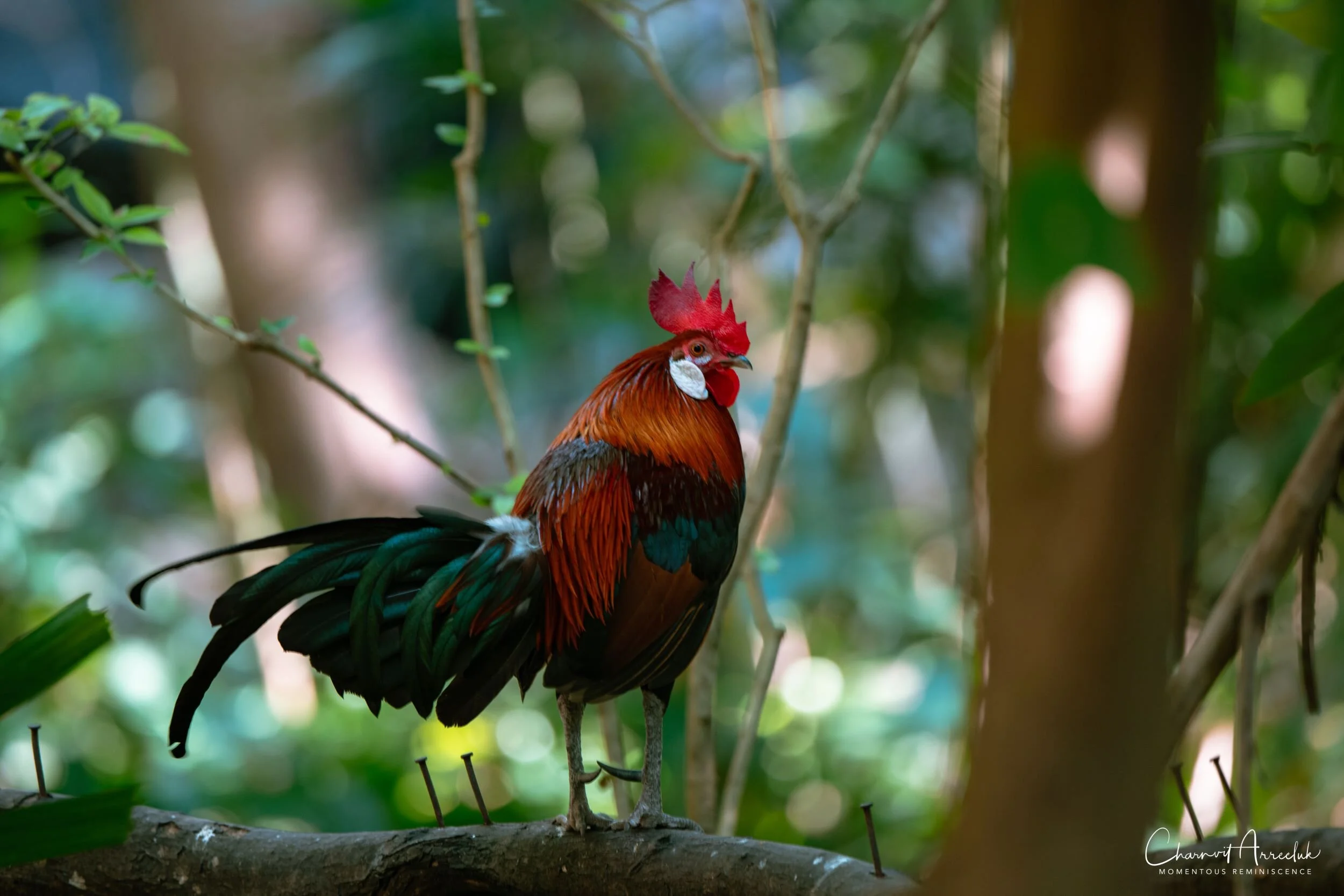 2020-12-30 - Khao Kheaw Zoo-22_Resize.jpg