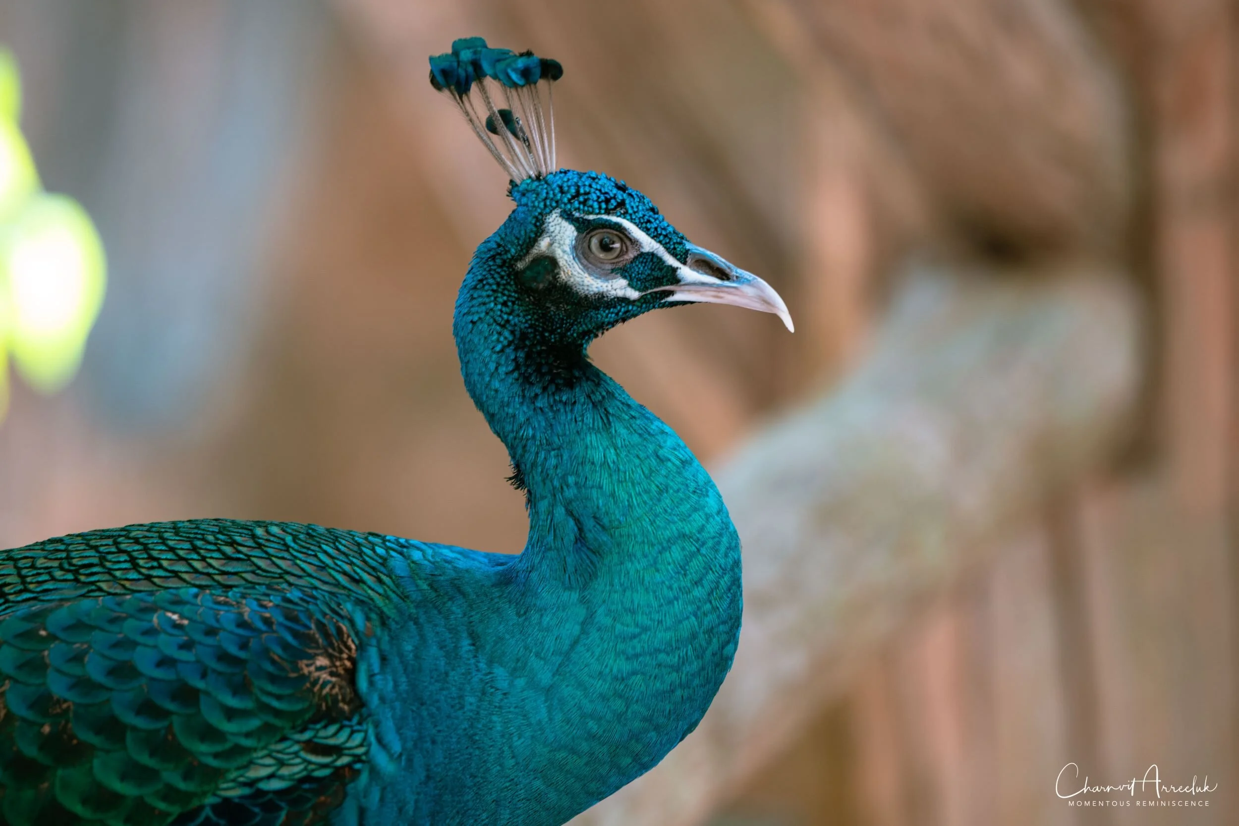 2020-12-30 - Khao Kheaw Zoo-23_Resize.jpg