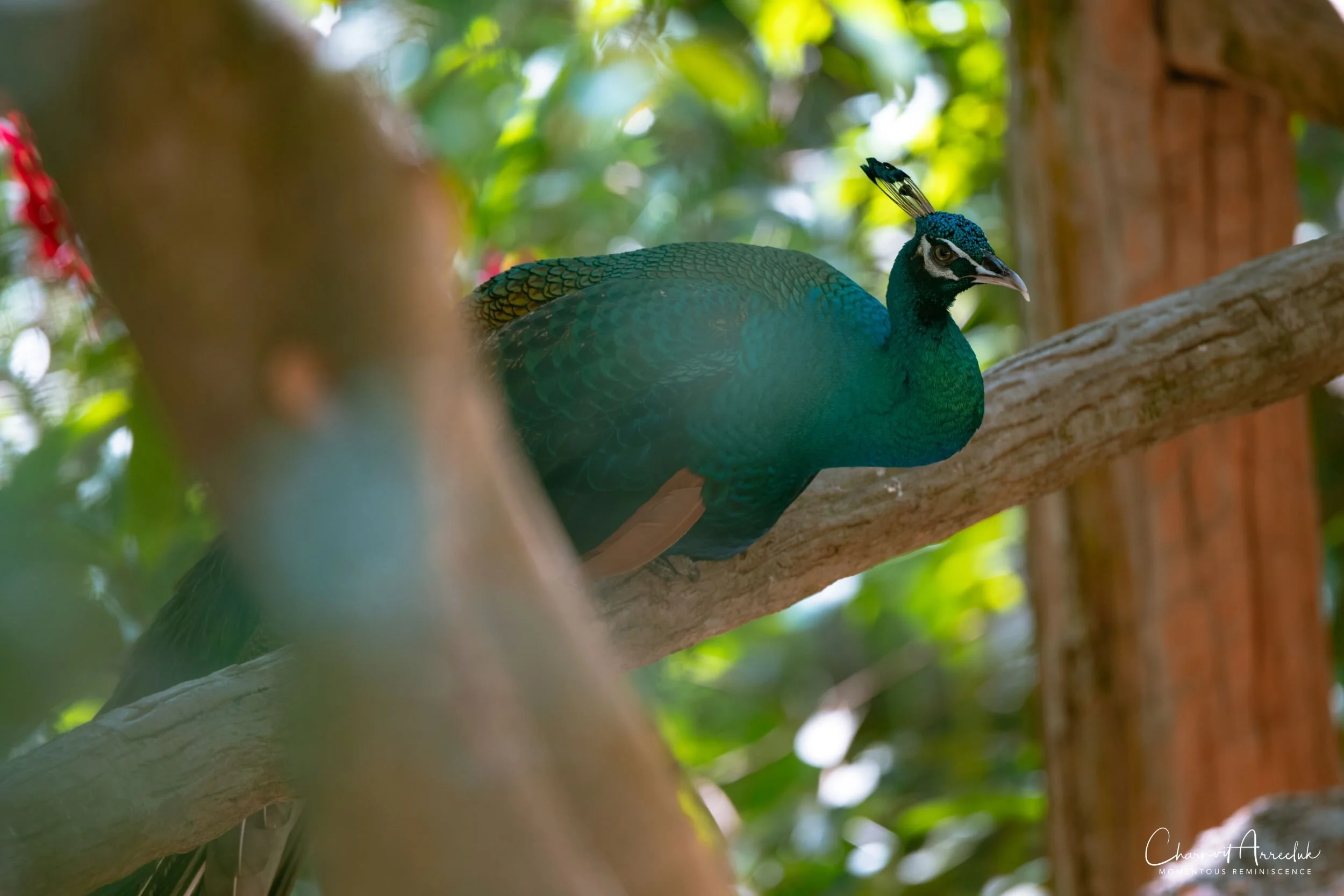 2020-12-30 - Khao Kheaw Zoo-24_Resize.jpg