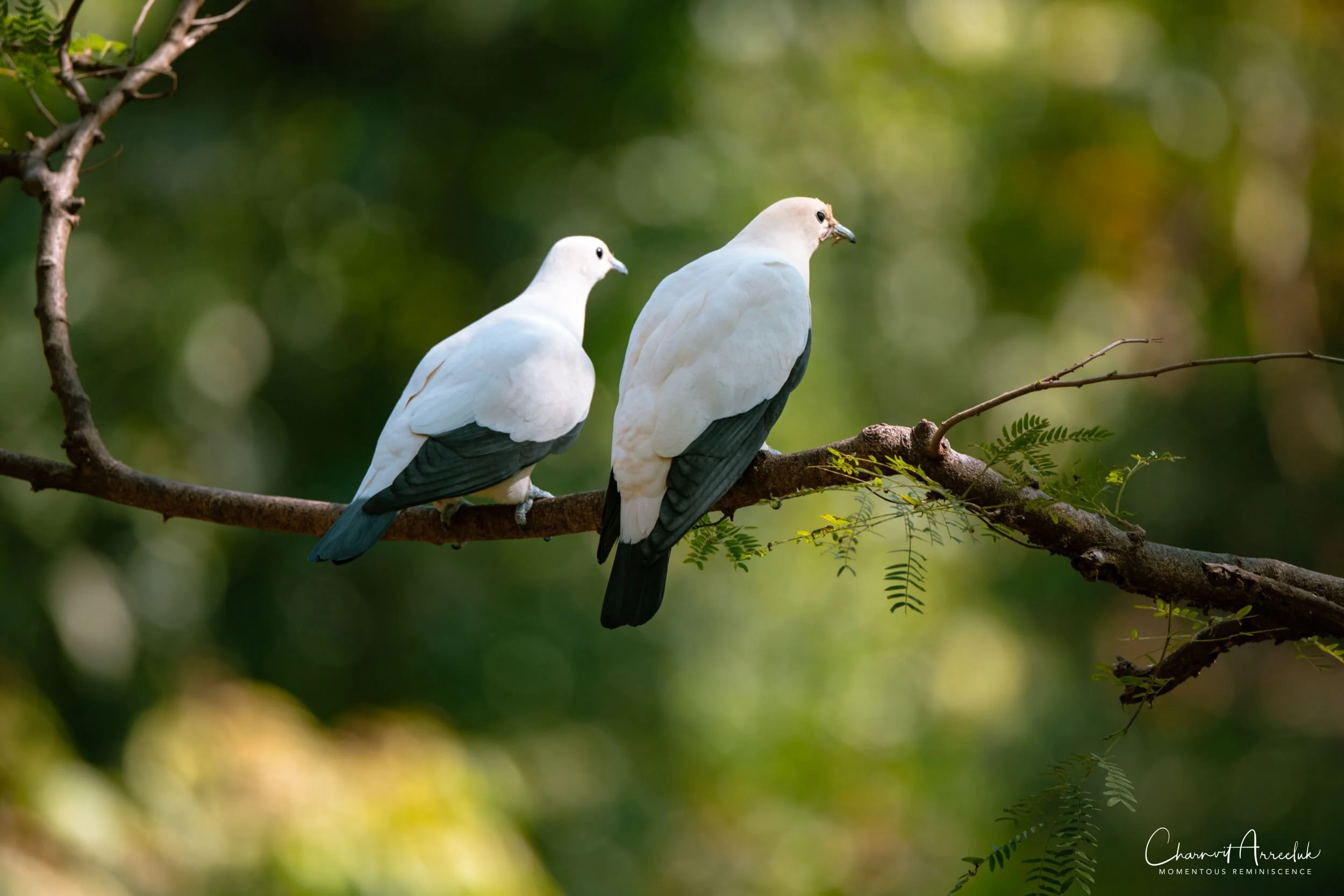 2020-12-30 - Khao Kheaw Zoo-27_Resize.jpg