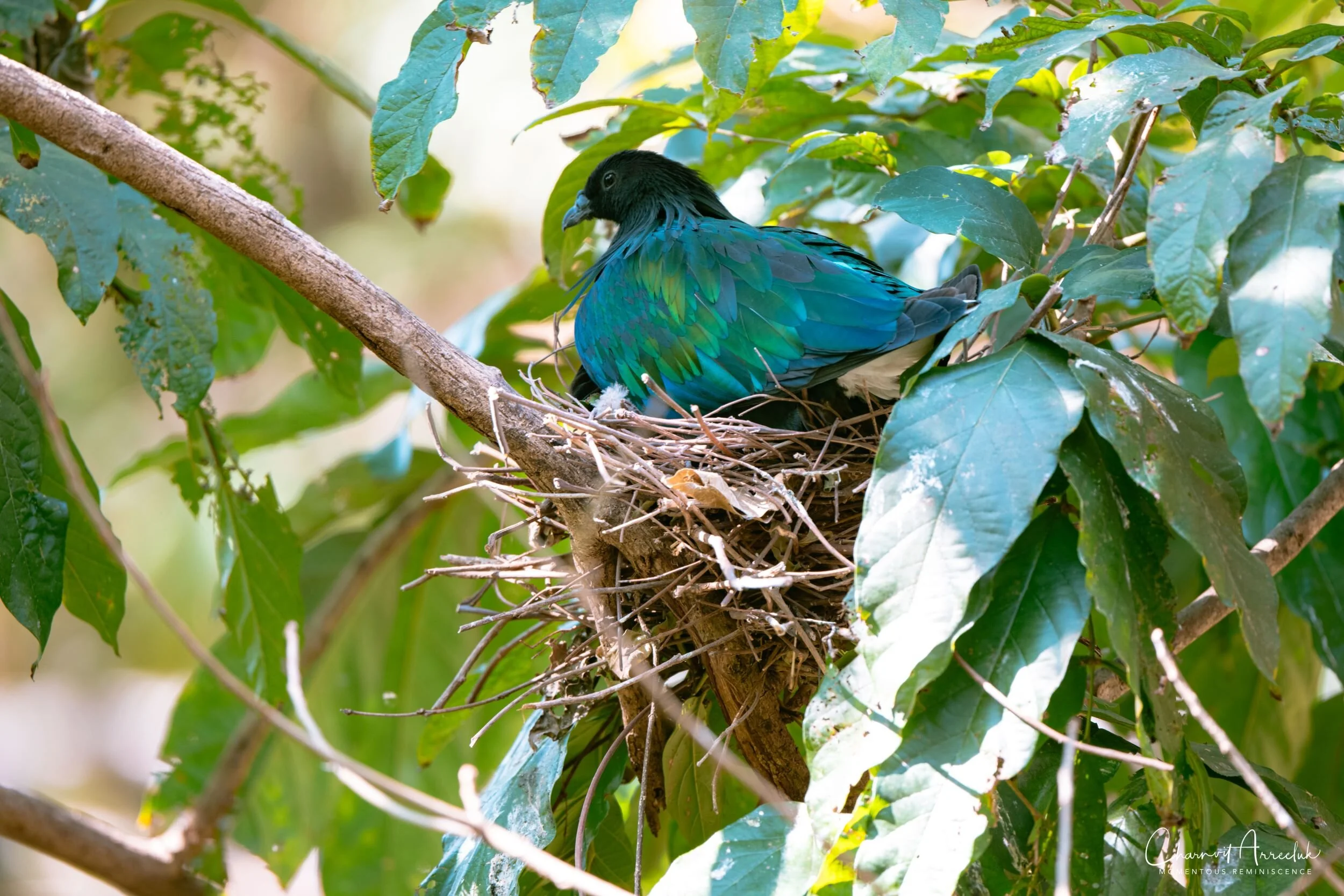 2020-12-30 - Khao Kheaw Zoo-28_Resize.jpg