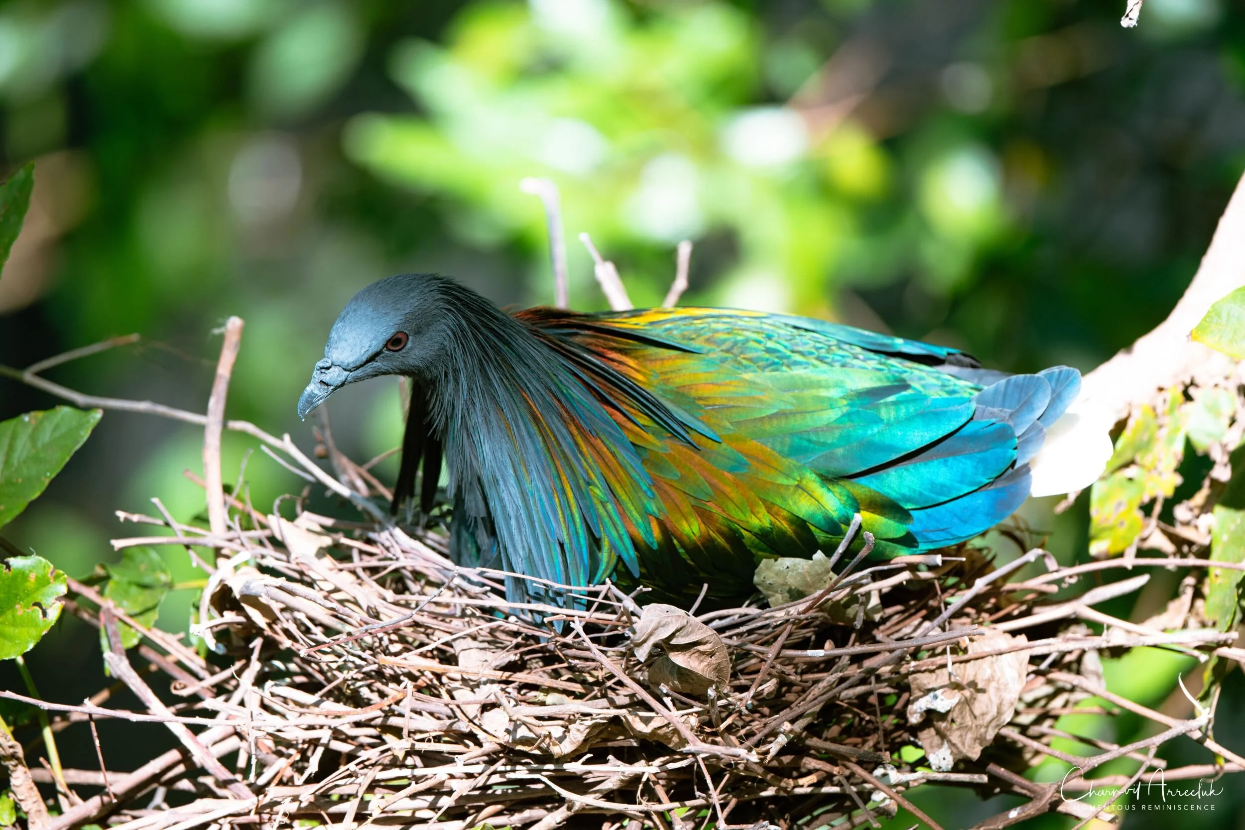 2020-12-30 - Khao Kheaw Zoo-30_Resize.jpg