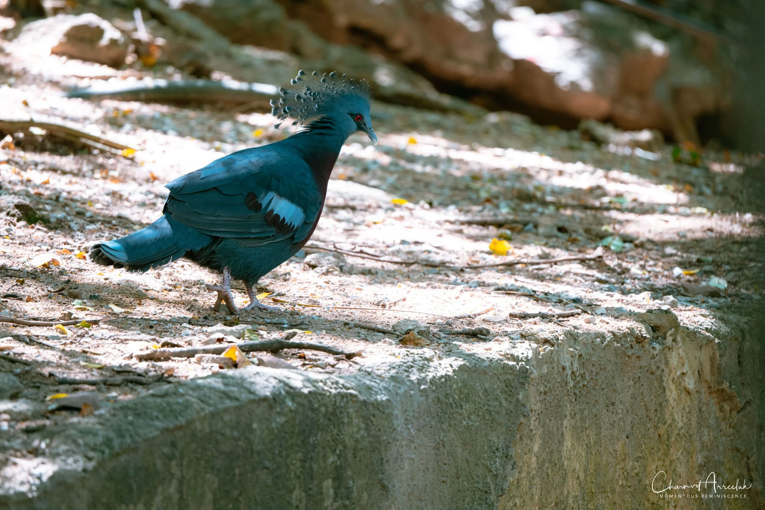 2020-12-30 - Khao Kheaw Zoo-31_Resize.jpg