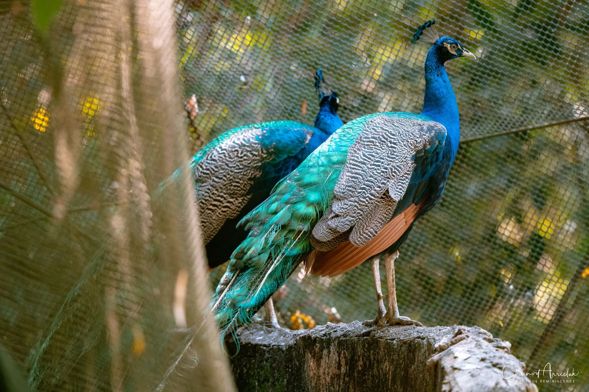 2020-12-30 - Khao Kheaw Zoo-32_Resize.jpg