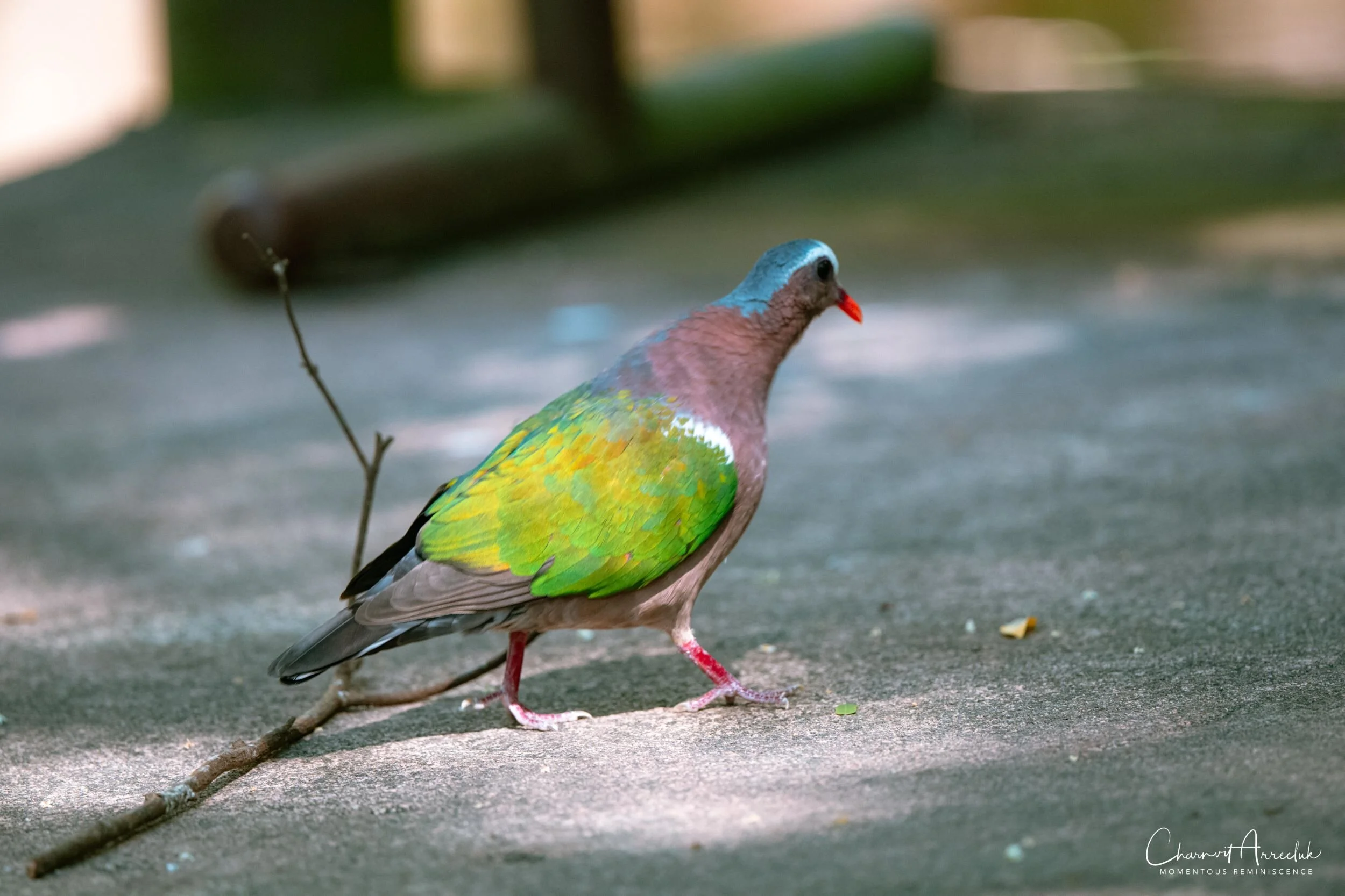 2020-12-30 - Khao Kheaw Zoo-34_Resize.jpg