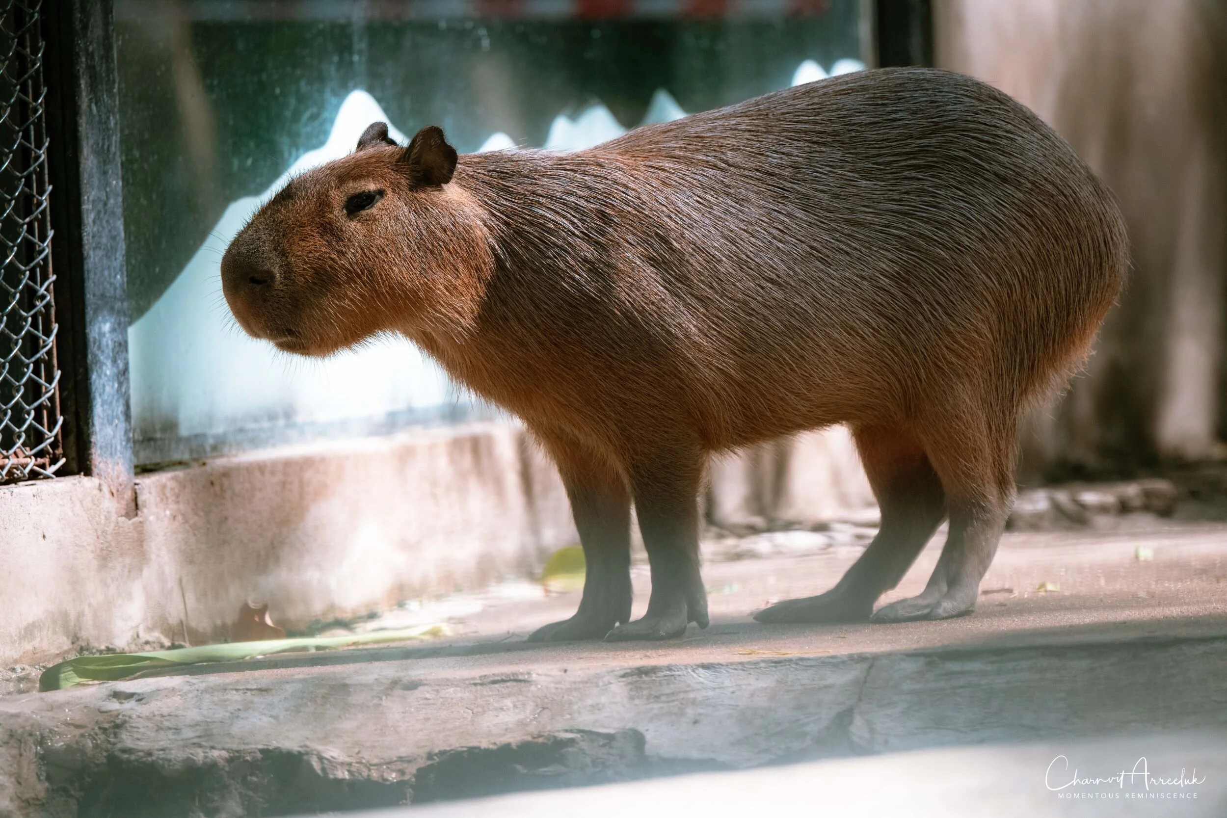 2020-12-30 - Khao Kheaw Zoo-37_Resize.jpg