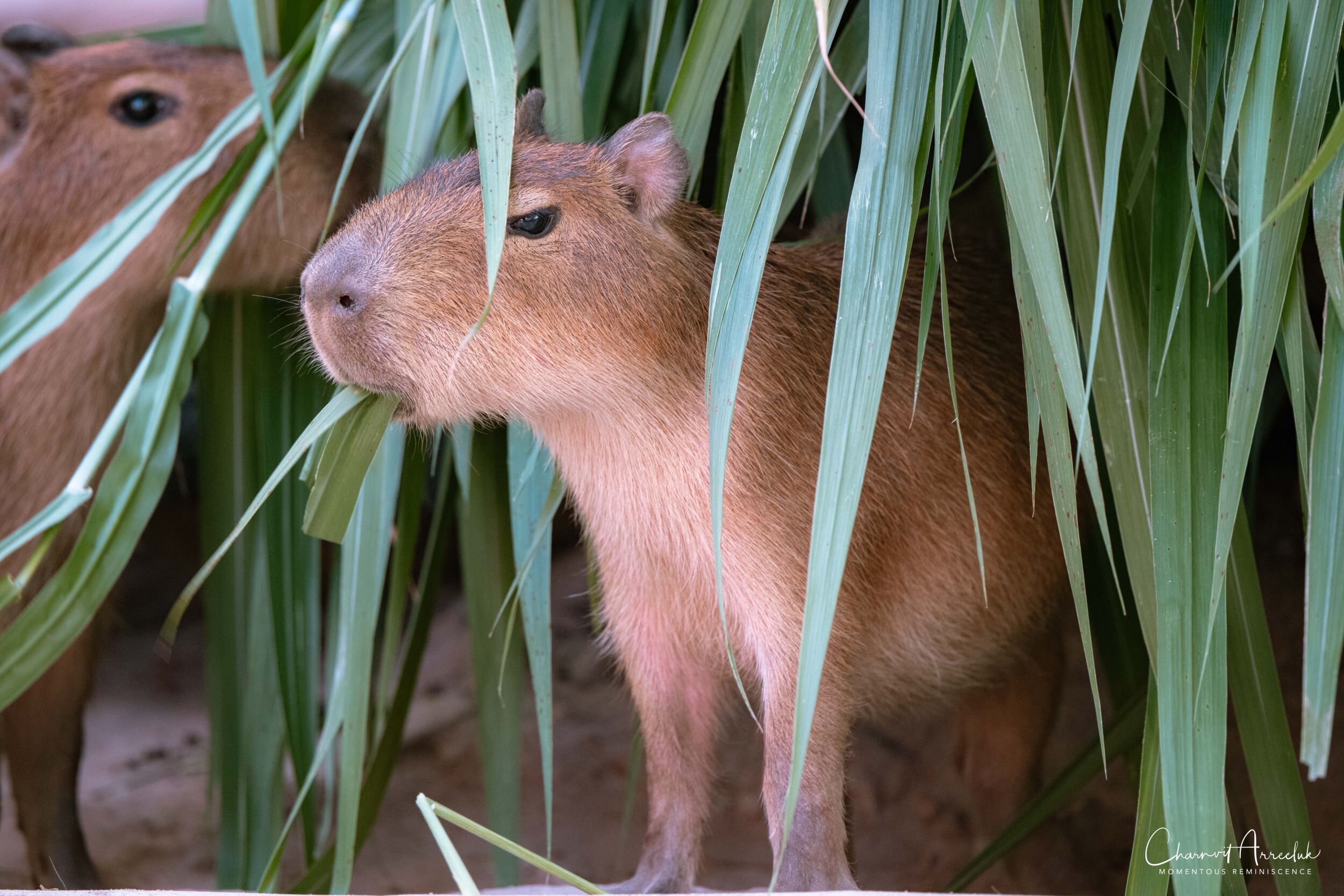 2020-12-30 - Khao Kheaw Zoo-38_Resize.jpg