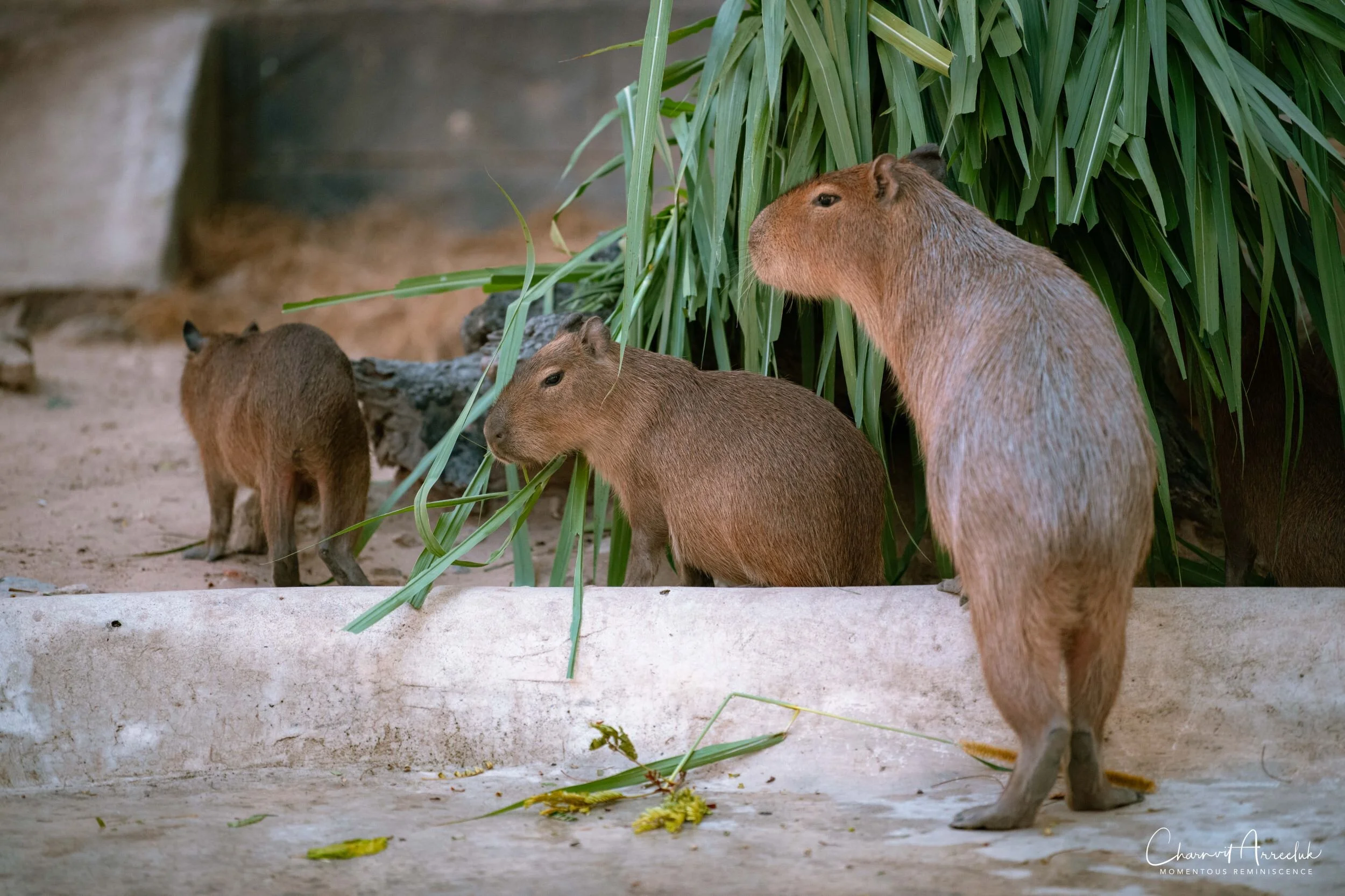 2020-12-30 - Khao Kheaw Zoo-40_Resize.jpg